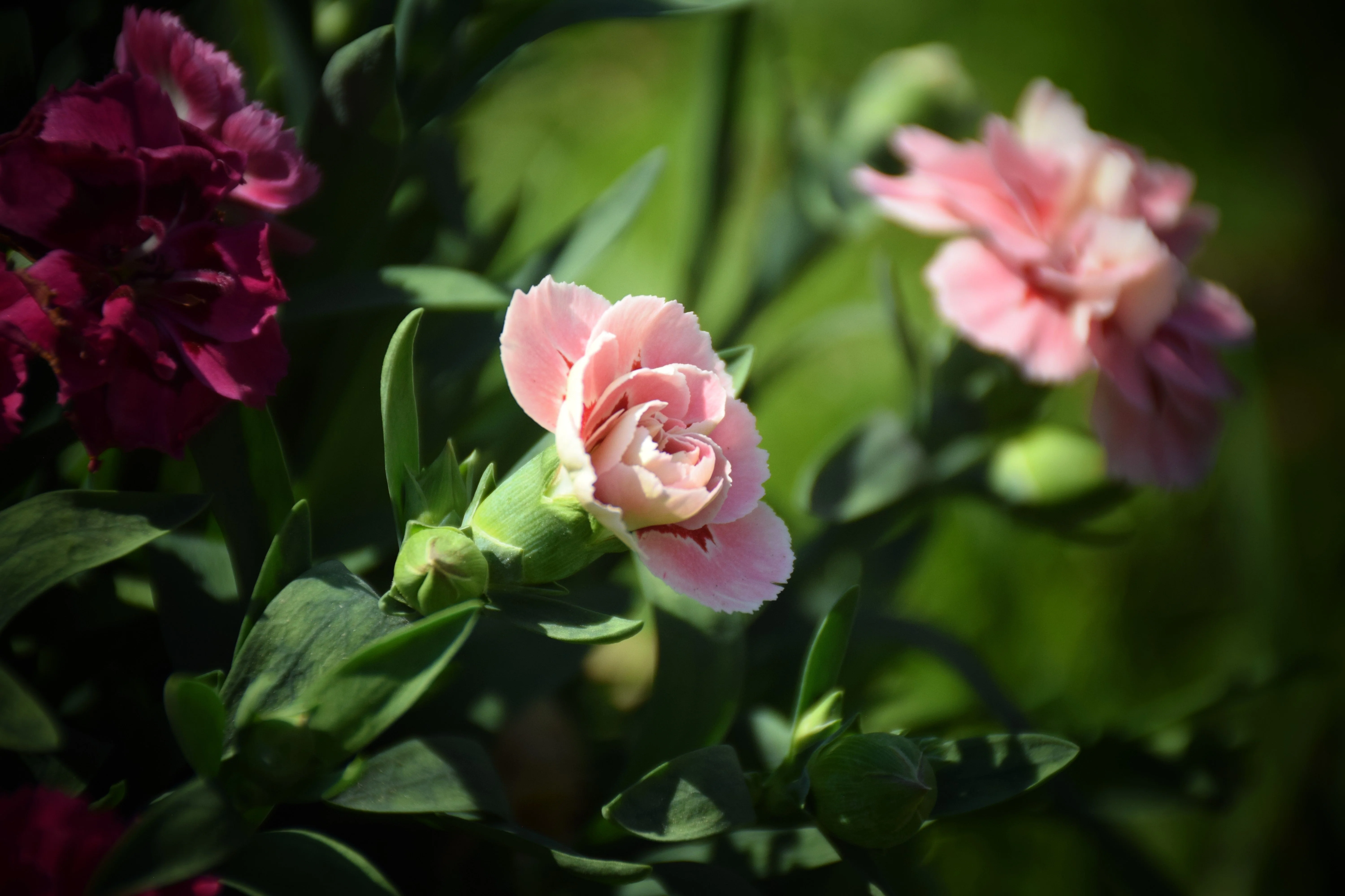 50 La France PINK CARNATION Dianthus Caryophyllus Chabaud Flower Seeds - Image 5