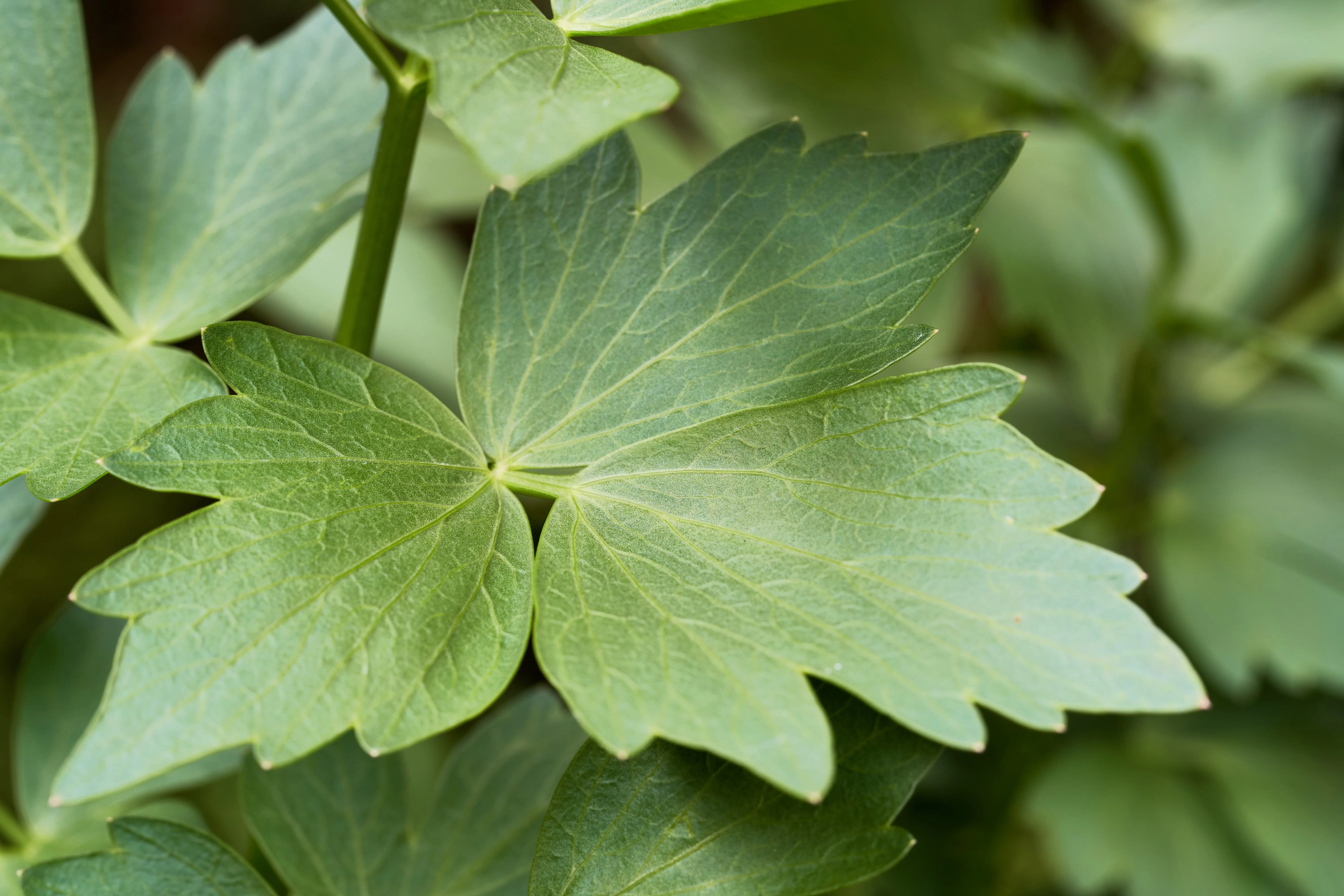 50 LOVAGE Levistucum Officinale - Flavor like celery & anise - Herb Flower Seeds - Image 6