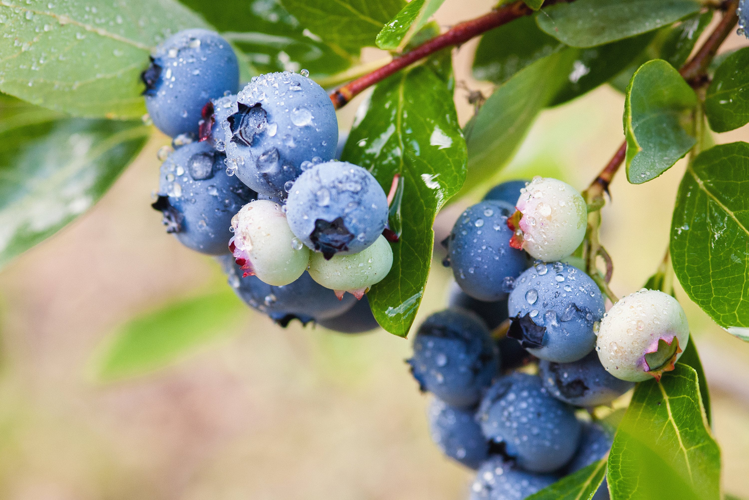 50 LOWBUSH BLUEBERRY Vaccinium Angustifolium Blue Berry Fruit Dwarf Shrub Seeds - Image 3