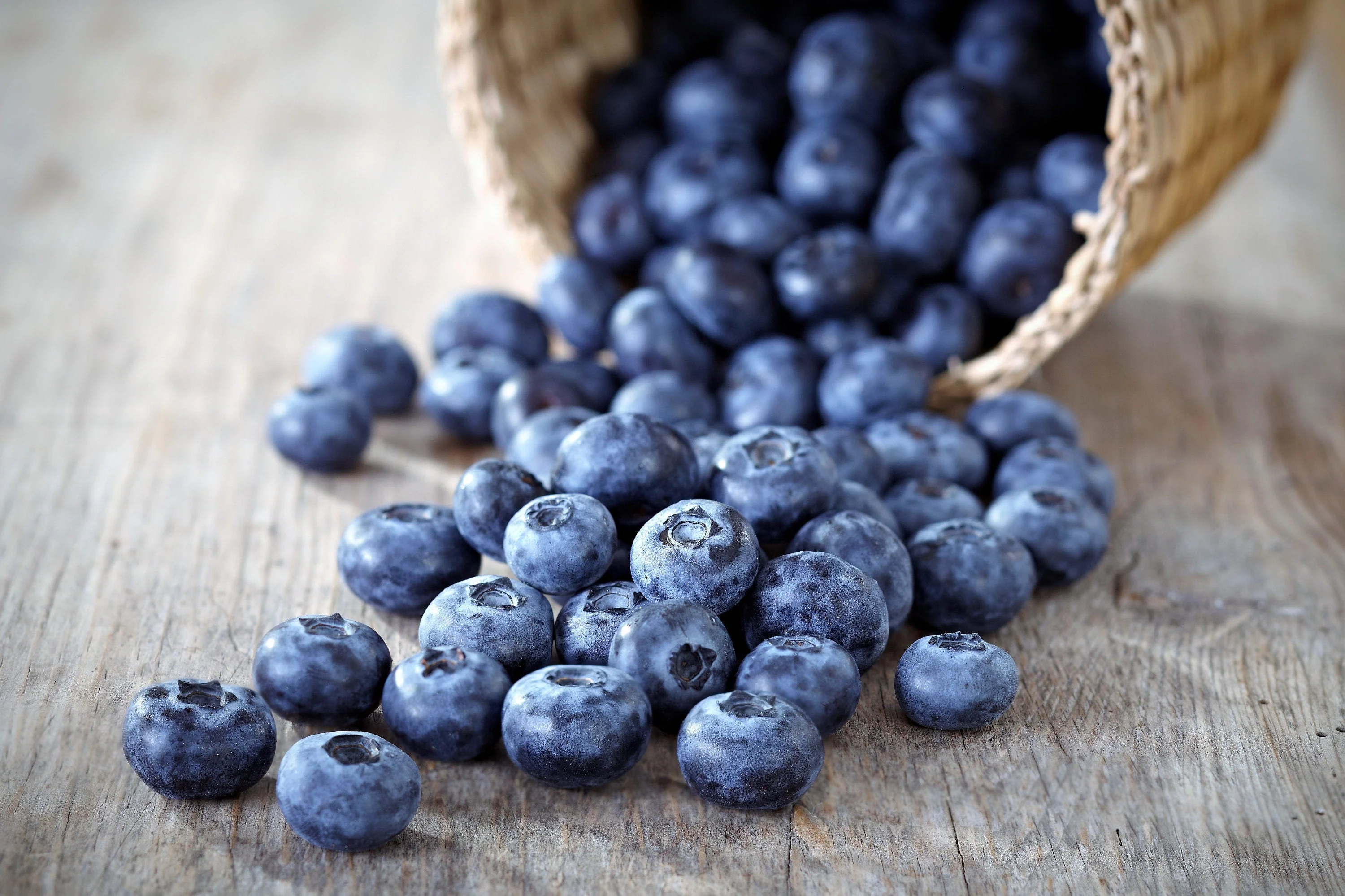 50 LOWBUSH BLUEBERRY Vaccinium Angustifolium Blue Berry Fruit Dwarf Shrub Seeds - Image 7