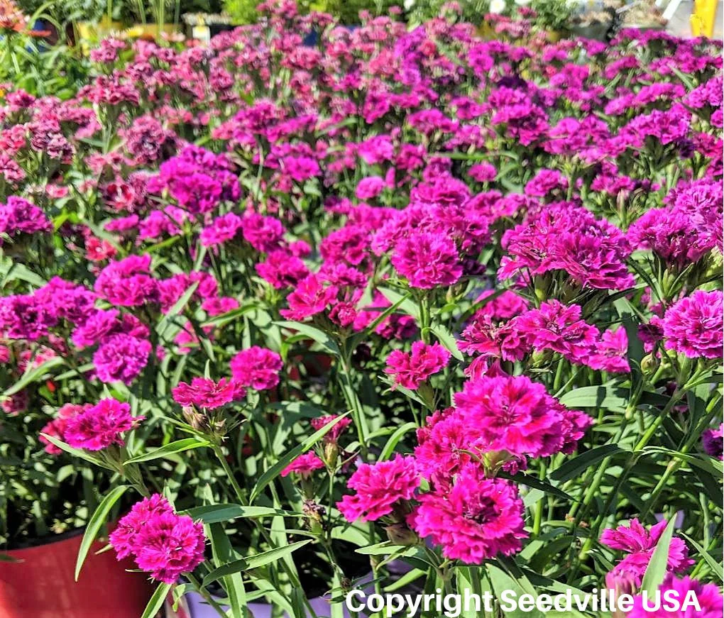 50 MAGENTA CARNATION Dianthus Caryophyllus Chabaud Flower Seeds - Image 4