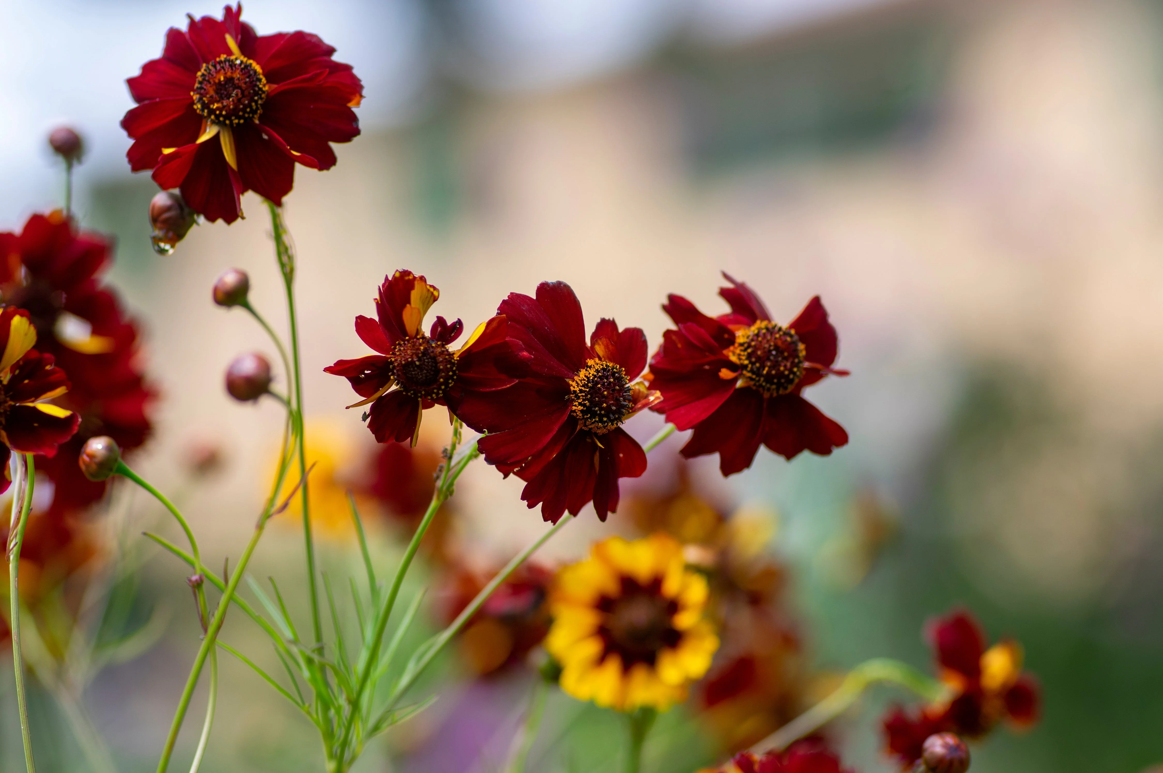 50 MAHOGANY MIDGET COREOPSIS Tinctoria Red Dwarf Flower Seeds - Image 4
