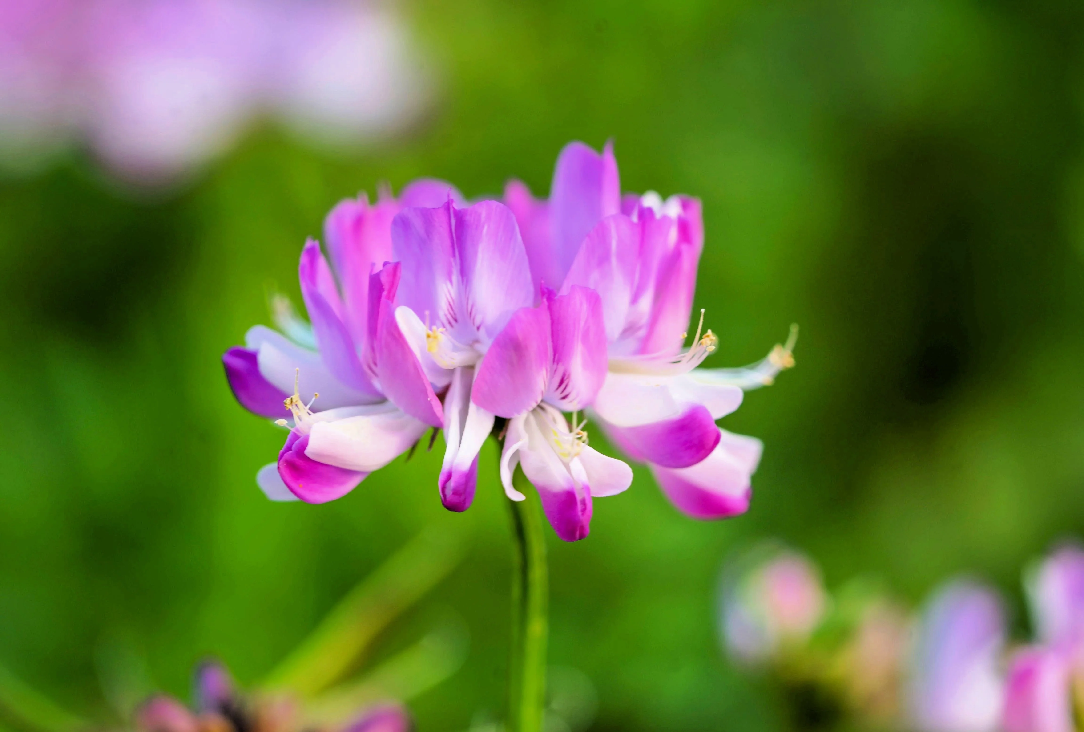 50 MILK VETCH Astragalus Sinicus Pink Purple Flower Ground Cover Legume Seeds - Image 8
