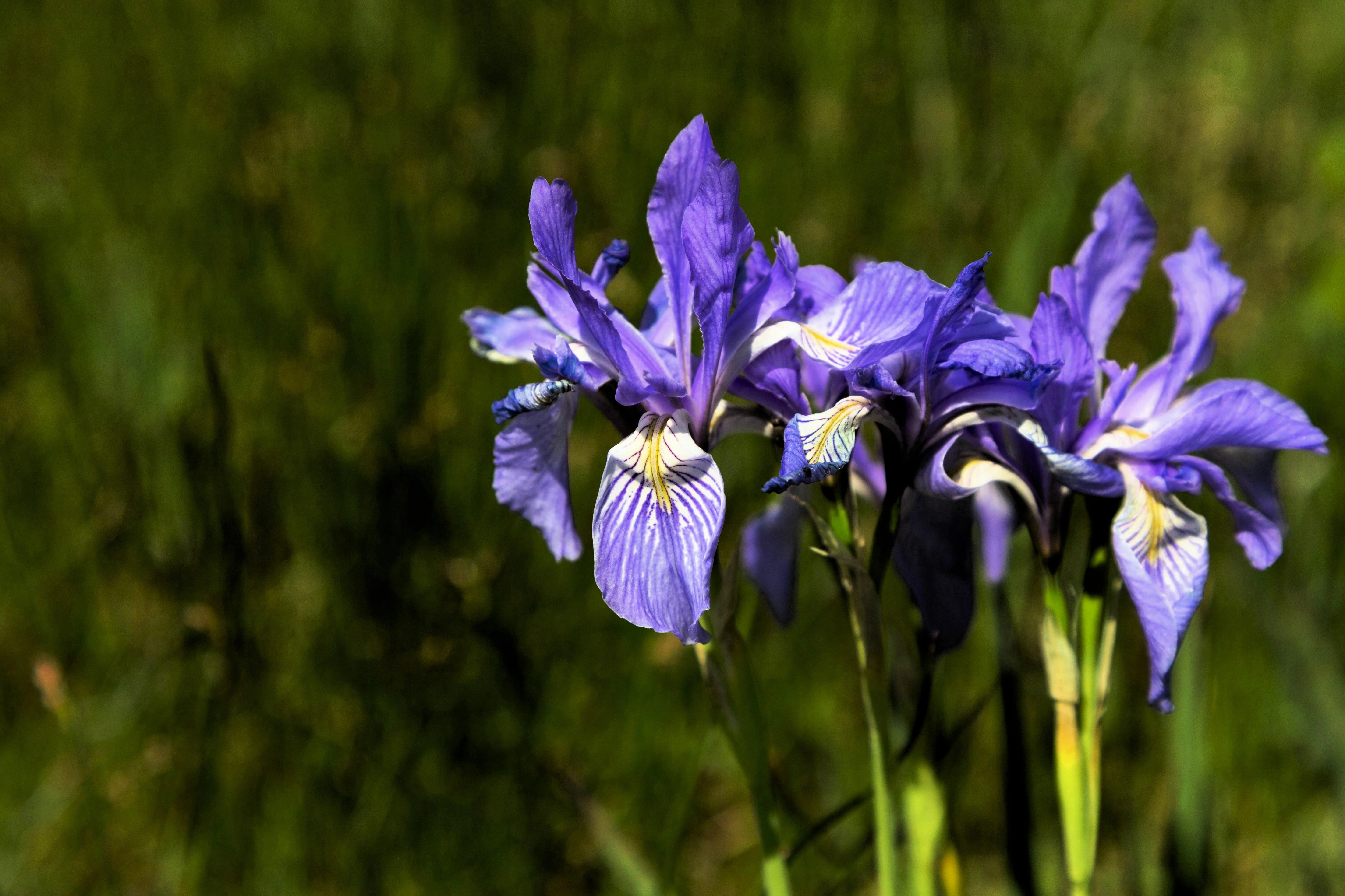 50 MISSOURI IRIS Missouriensis Rocky Mountain Blue Purple Yellow Flower Seeds - Image 3