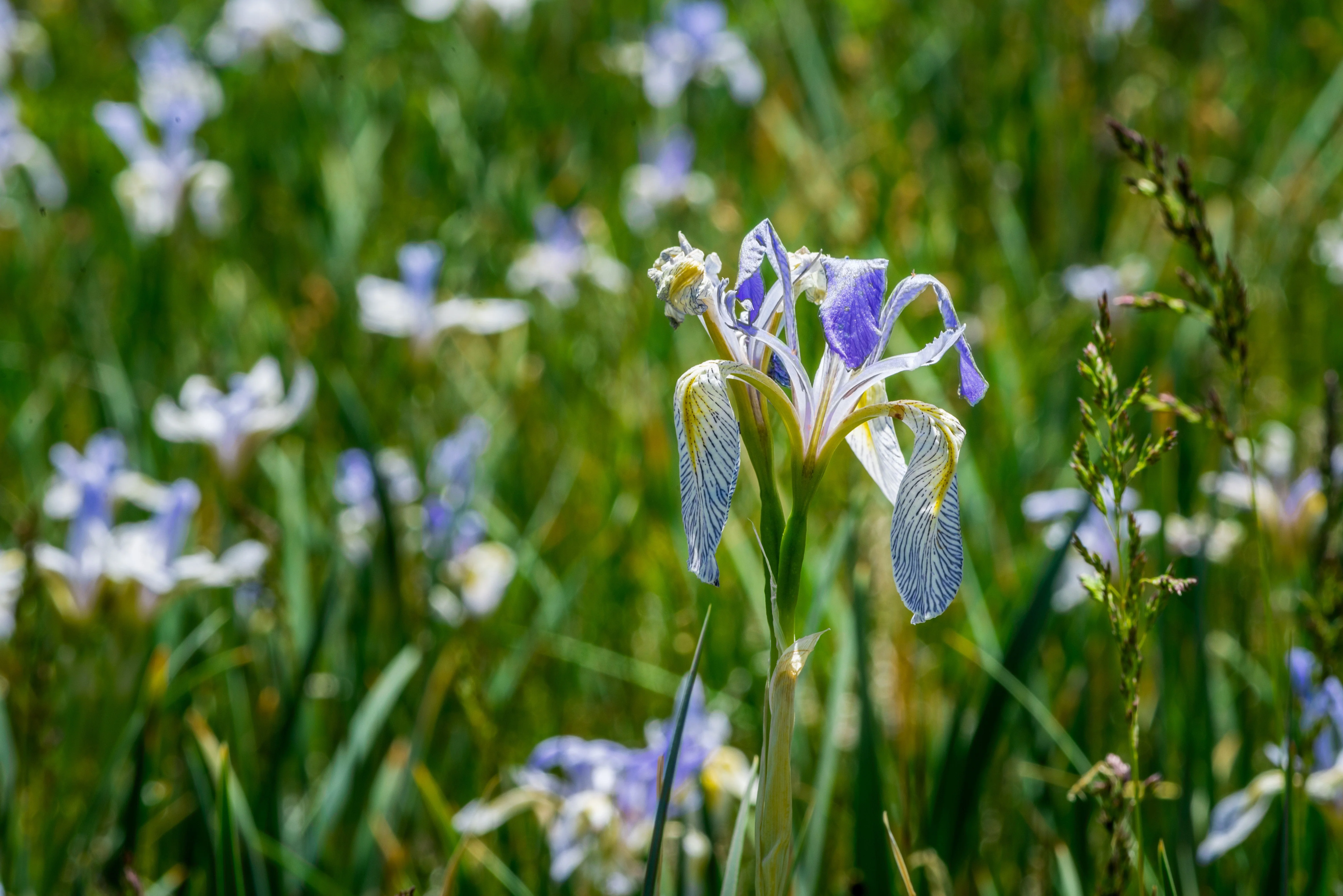 50 MISSOURI IRIS Missouriensis Rocky Mountain Blue Purple Yellow Flower Seeds - Image 6