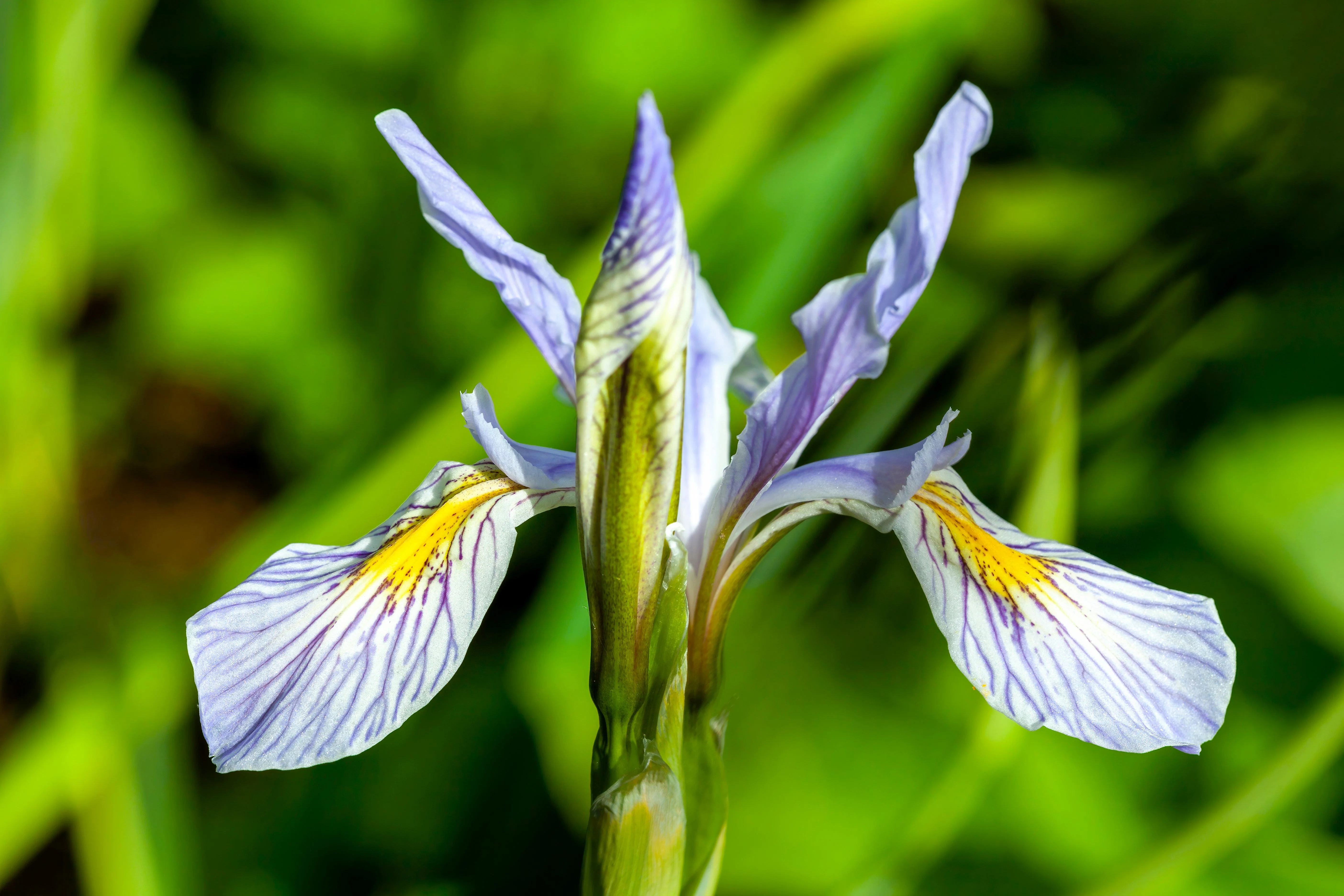 50 MISSOURI IRIS Missouriensis Rocky Mountain Blue Purple Yellow Flower Seeds - Image 7