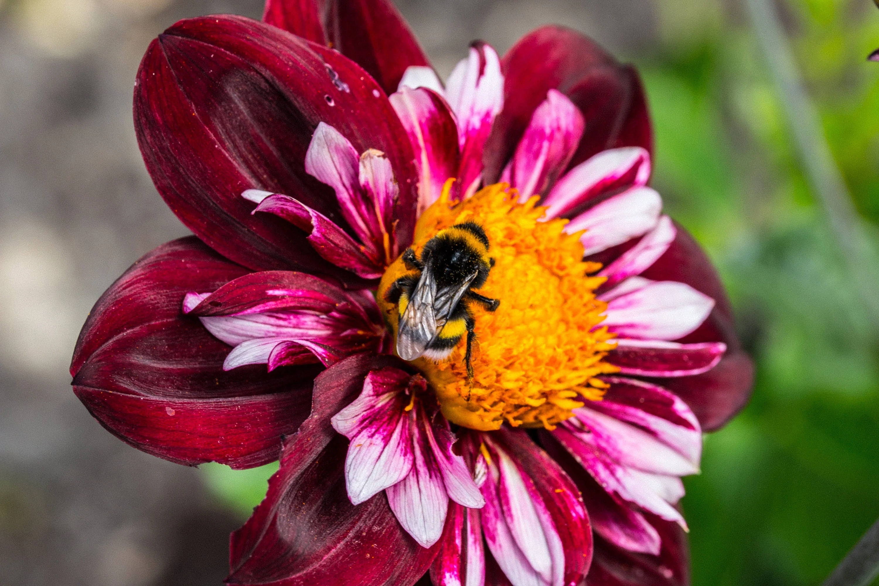 50 MIXED COLLARETTE DAHLIA Variabilis Two Tone Mix of Red Pink Purple White Yellow Maroon Peach Flower Seeds - Image 4