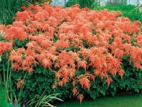 50 MIXED Colors ASTILBE BUNTER Astilbe Simplicifolia Shade Red White Purple Pink Flower Seeds - Image 2