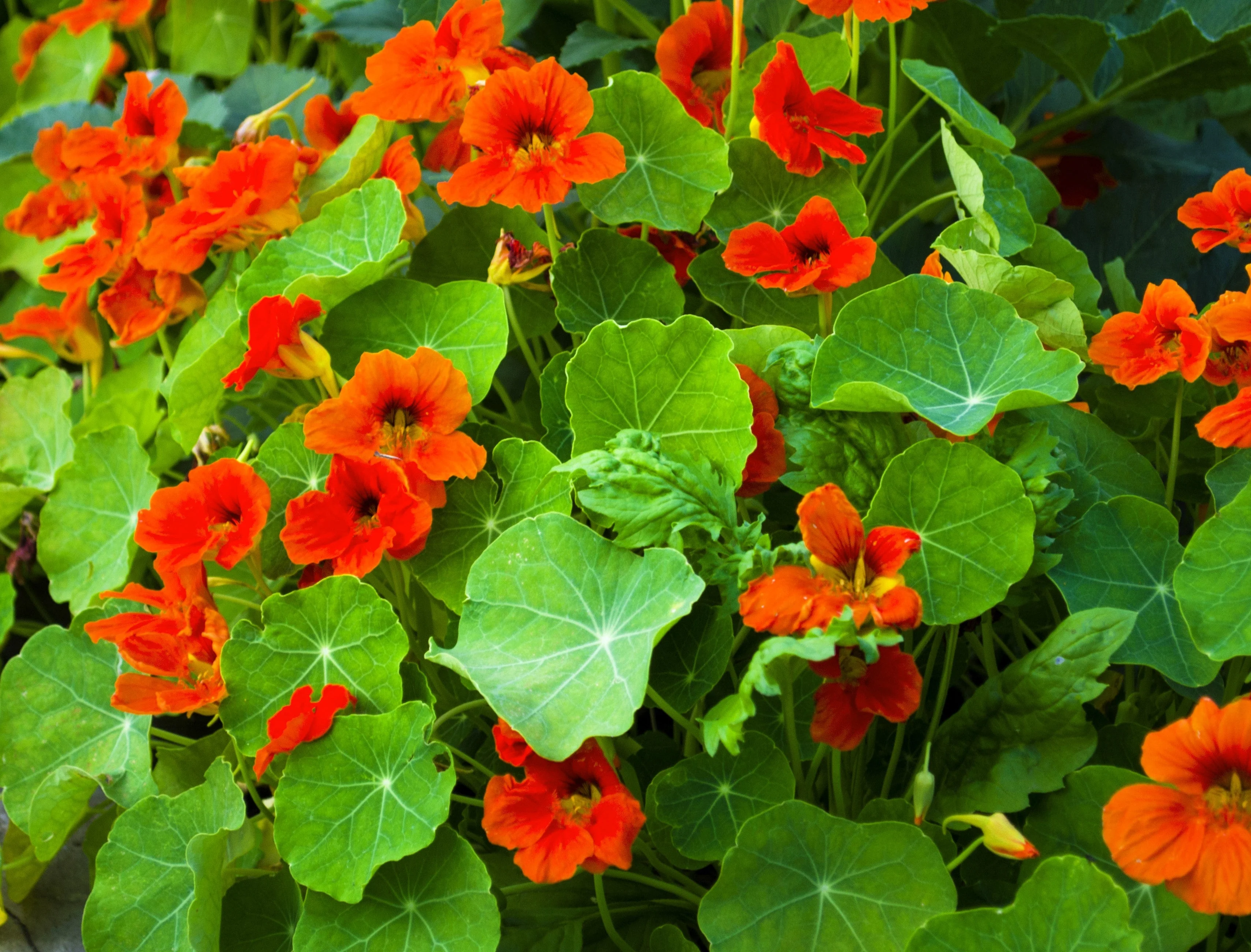 50 Mixed Colors DWARF JEWEL NASTURTIUM Tropaeolum Minus Flower Seeds - Image 11