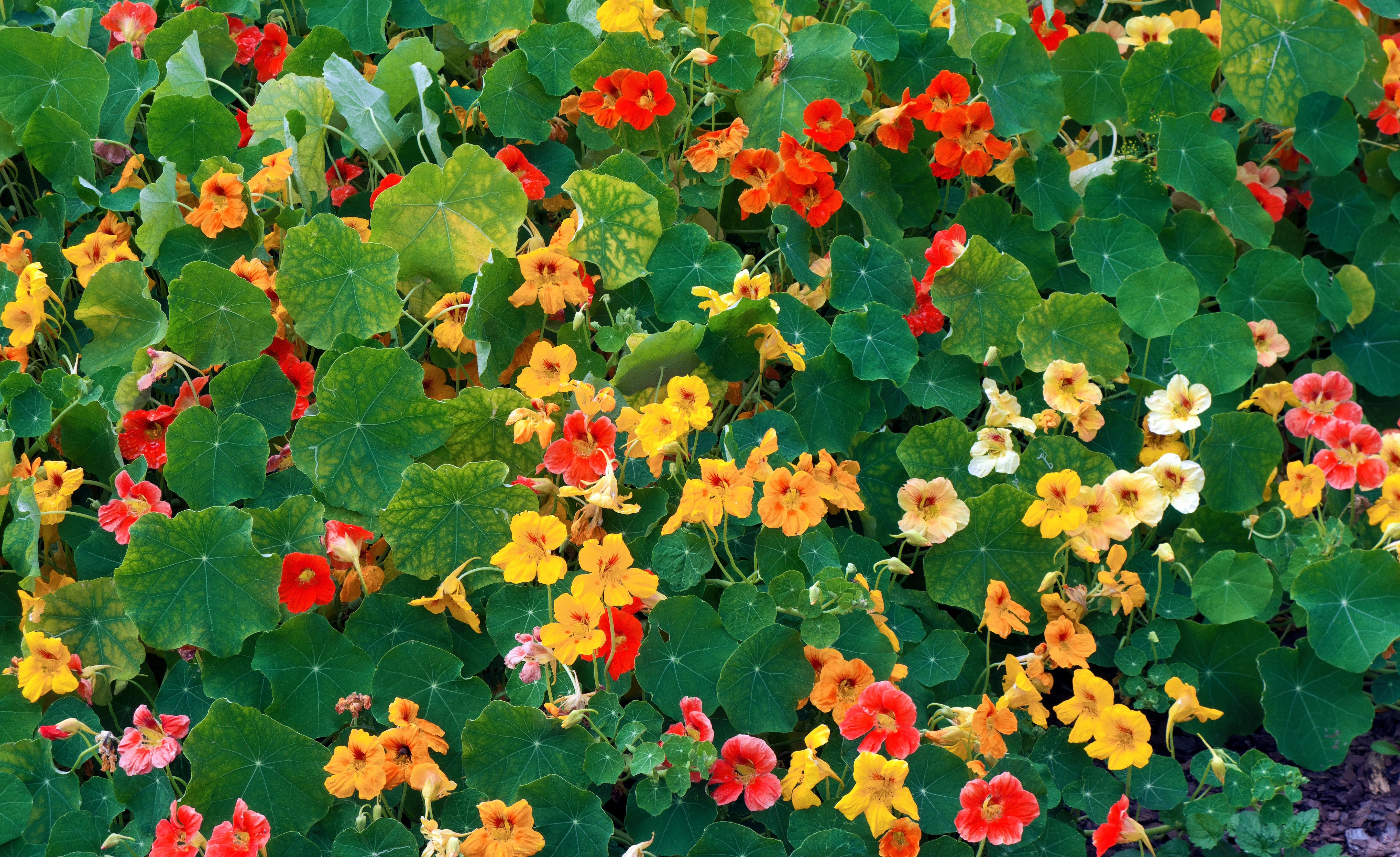 50 Mixed Colors DWARF JEWEL NASTURTIUM Tropaeolum Minus Flower Seeds - Image 14