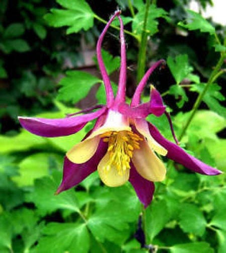 50 Mixed Colors MCKANAS GIANT COLUMBINE Aquilegia Vulgaris Flower Seeds - Image 2