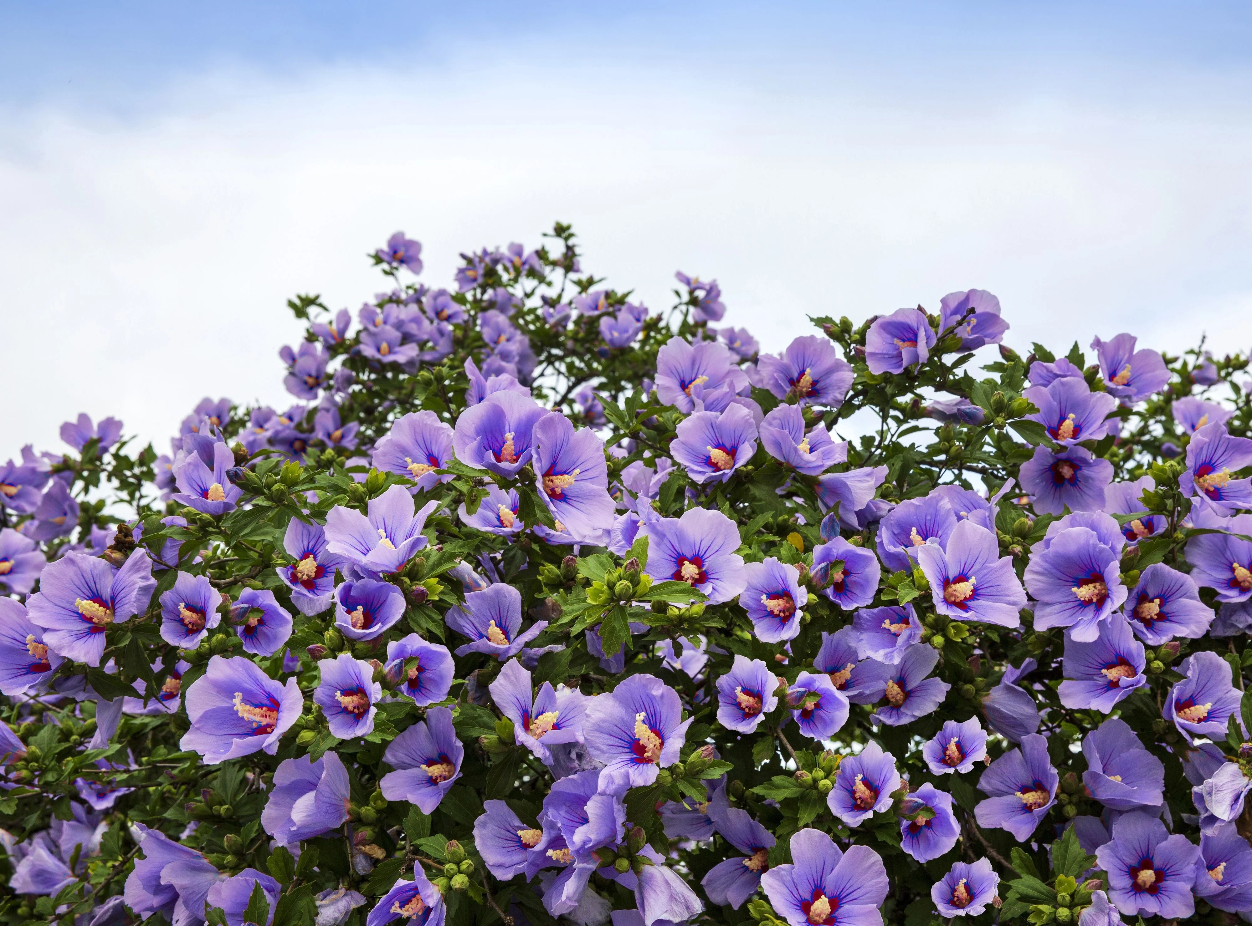 50 Mixed Colors ROSE Of SHARON HIBISCUS Syriacus Flower Tree Bush Seeds Mix - Image 8