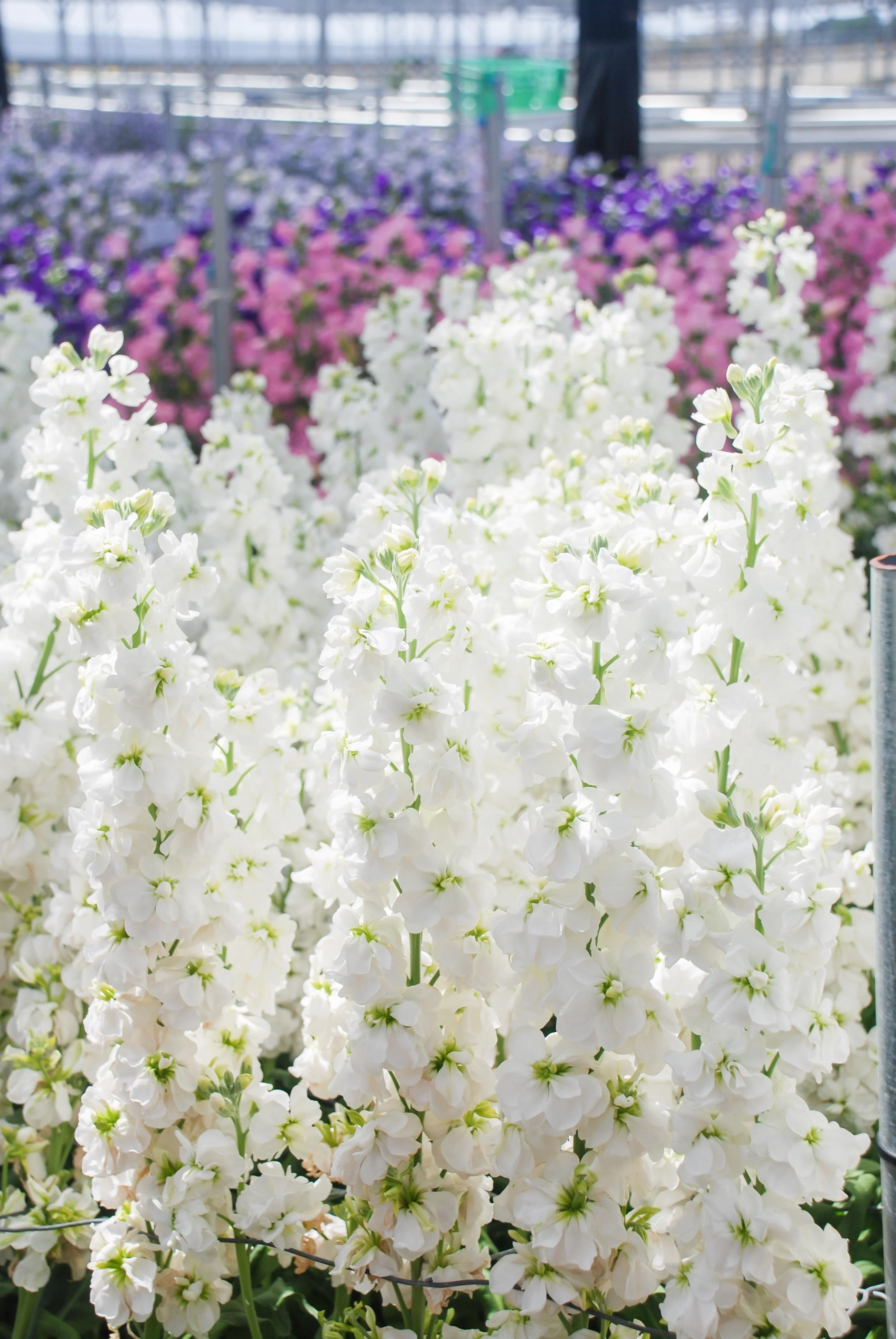50 MIXED COLORS STOCK Matthiola Incana Ten-Week Gillyflower Blue White Pink Red Purple Seeds - Image 10