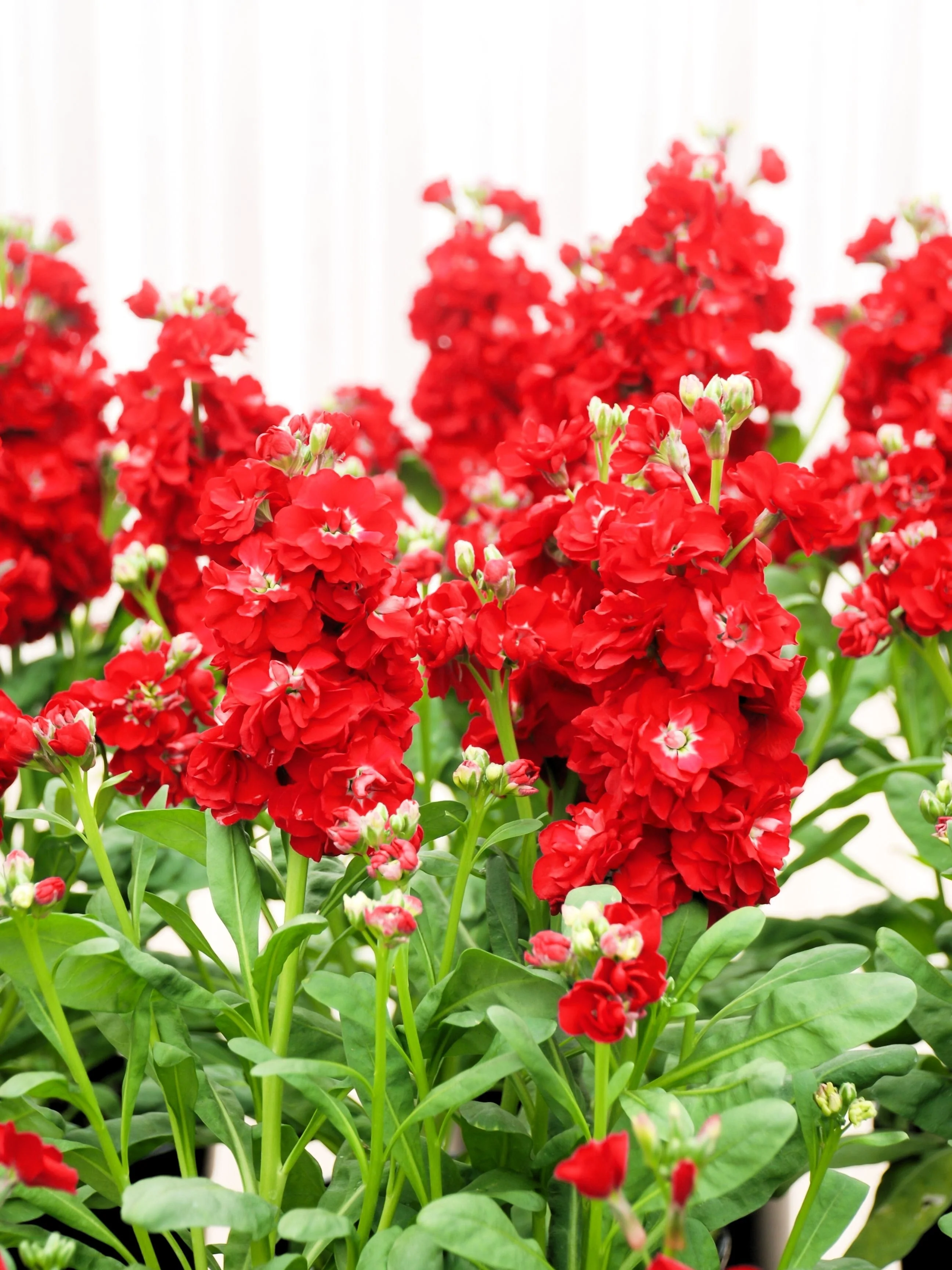 50 MIXED COLORS STOCK Matthiola Incana Ten-Week Gillyflower Blue White Pink Red Purple Seeds - Image 7