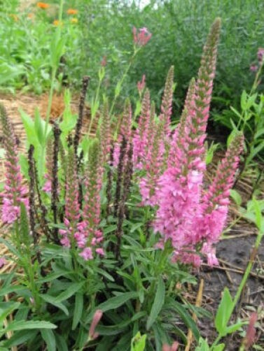 50 Mixed Colors VERONICA SIGHTSEEING MIXTURE (Spike Speedwell) Veronica Spicata Flower Seeds - Image 2