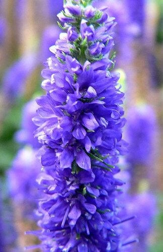 50 Mixed Colors VERONICA SIGHTSEEING MIXTURE (Spike Speedwell) Veronica Spicata Flower Seeds - Image 4