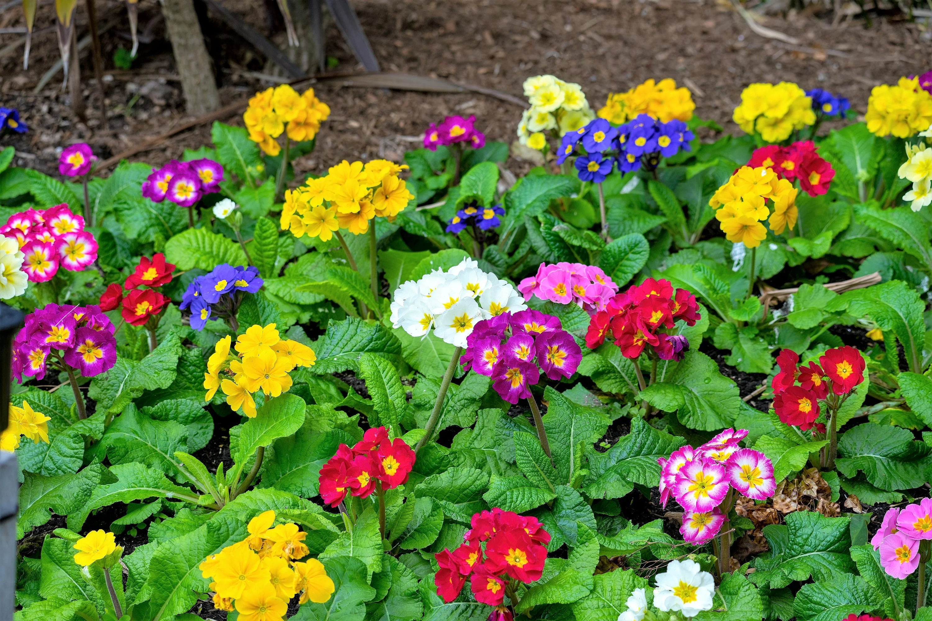 50 MIXED ENGLISH PRIMROSE Primula Vulgaris Acaulis Shade Houseplant Flower Seeds - Image 6
