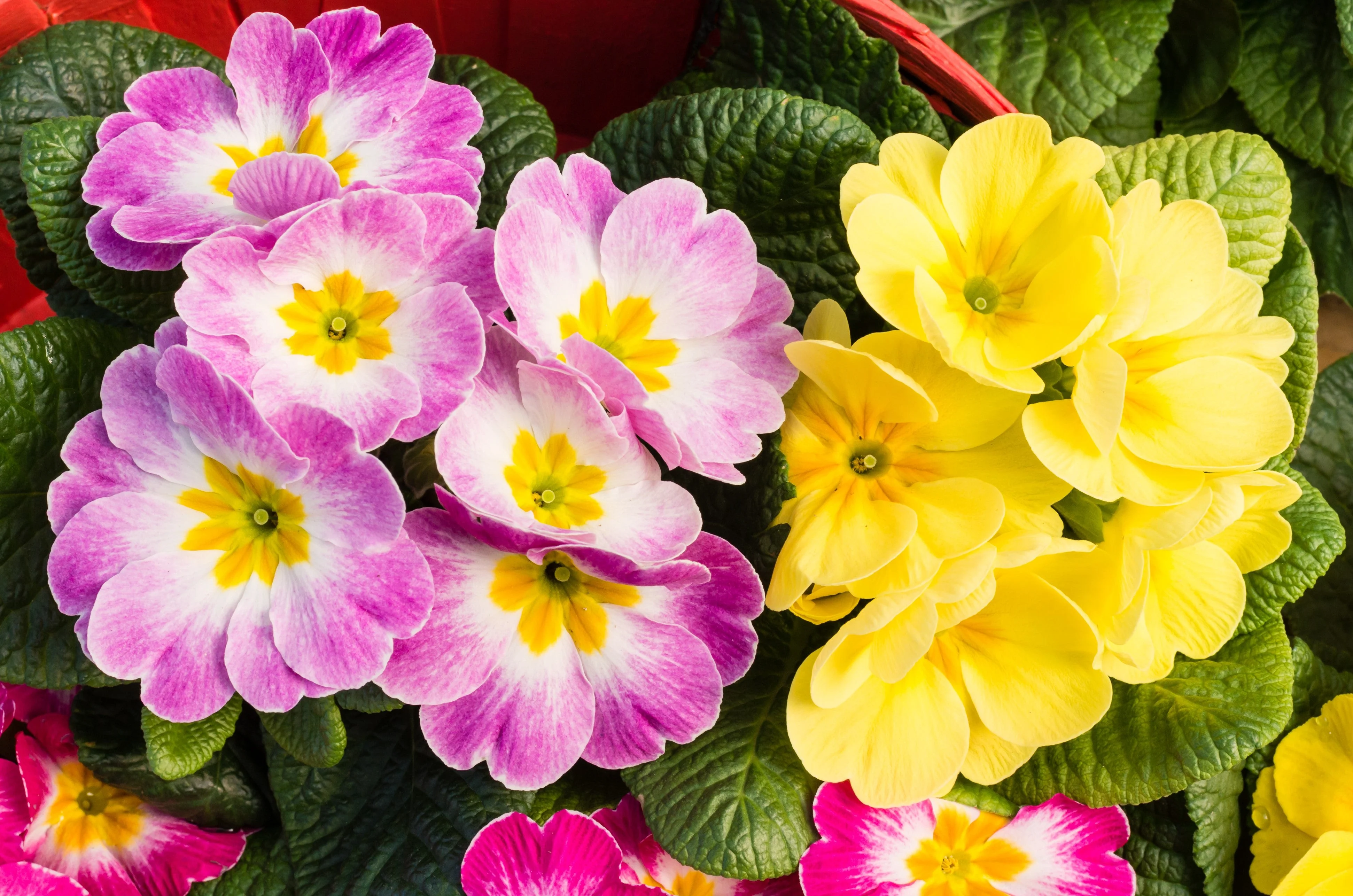 50 MIXED ENGLISH PRIMROSE Primula Vulgaris Acaulis Shade Houseplant Flower Seeds - Image 7