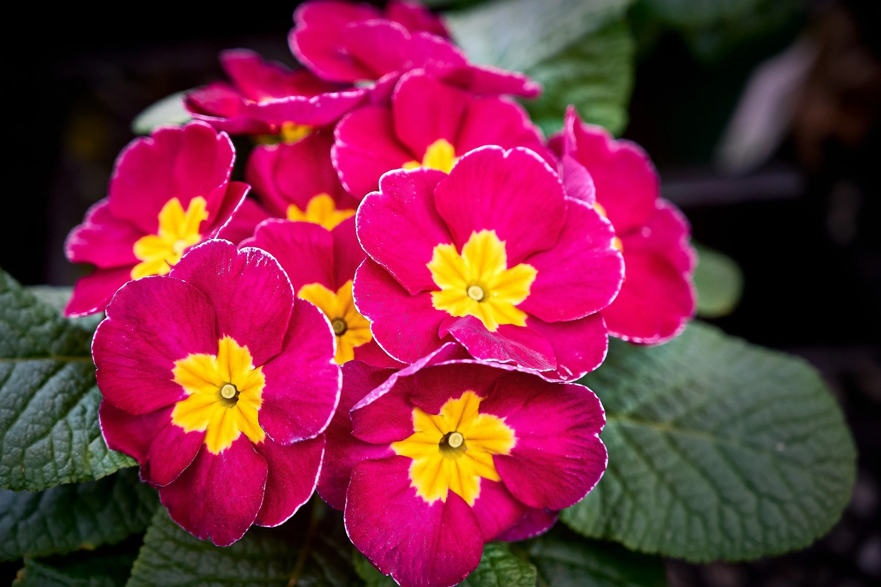50 MIXED ENGLISH PRIMROSE Primula Vulgaris Acaulis Shade Houseplant Flower Seeds - Image 9