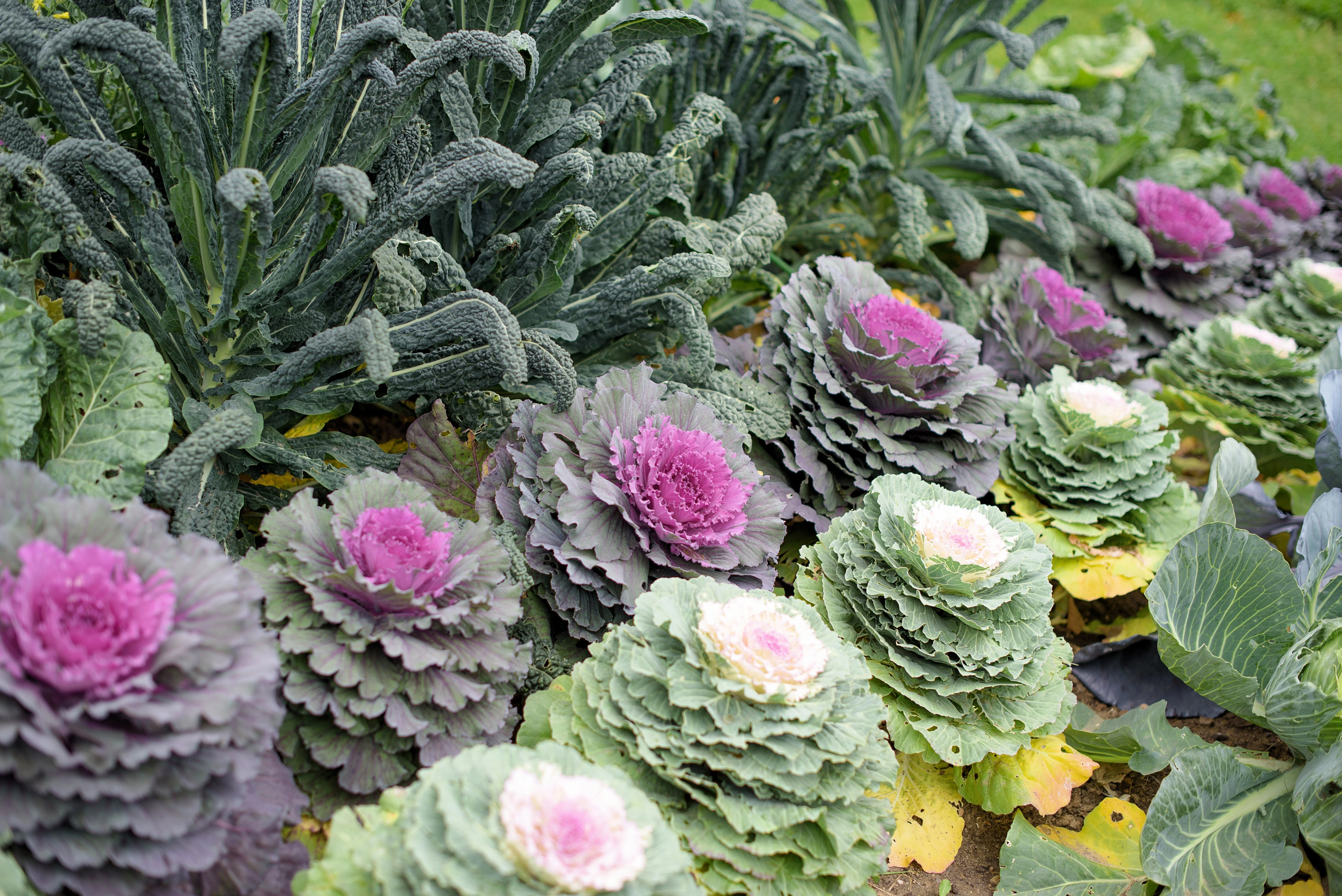 50 MIXED ORNAMENTAL CABBAGE Flowering Cabbage Brassica Oleracea Seeds - Image 5