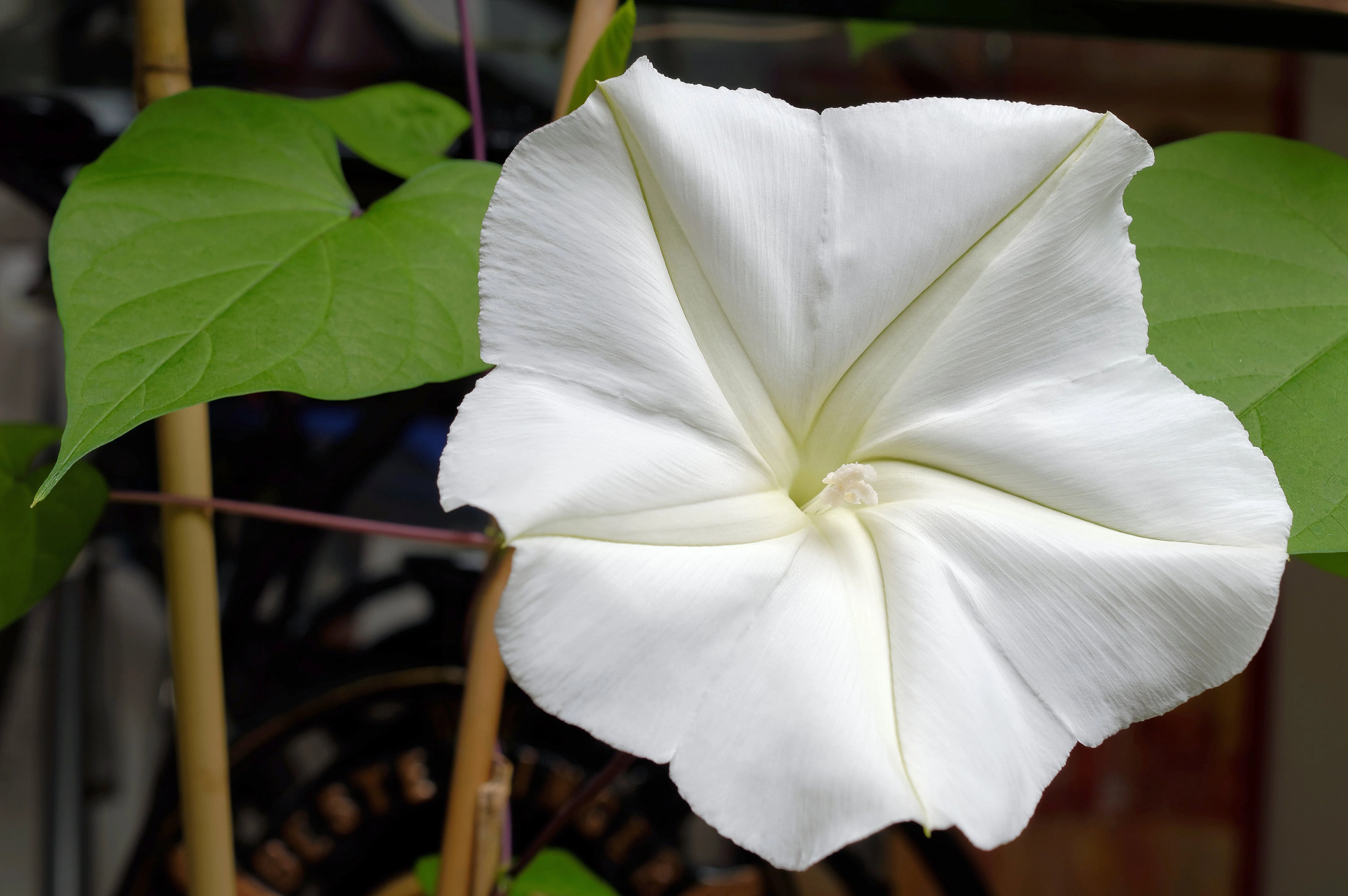 50 MOONFLOWER MORNING GLORY White Moon Flower Ipomoea Alba Flower Vine Seeds - Image 2
