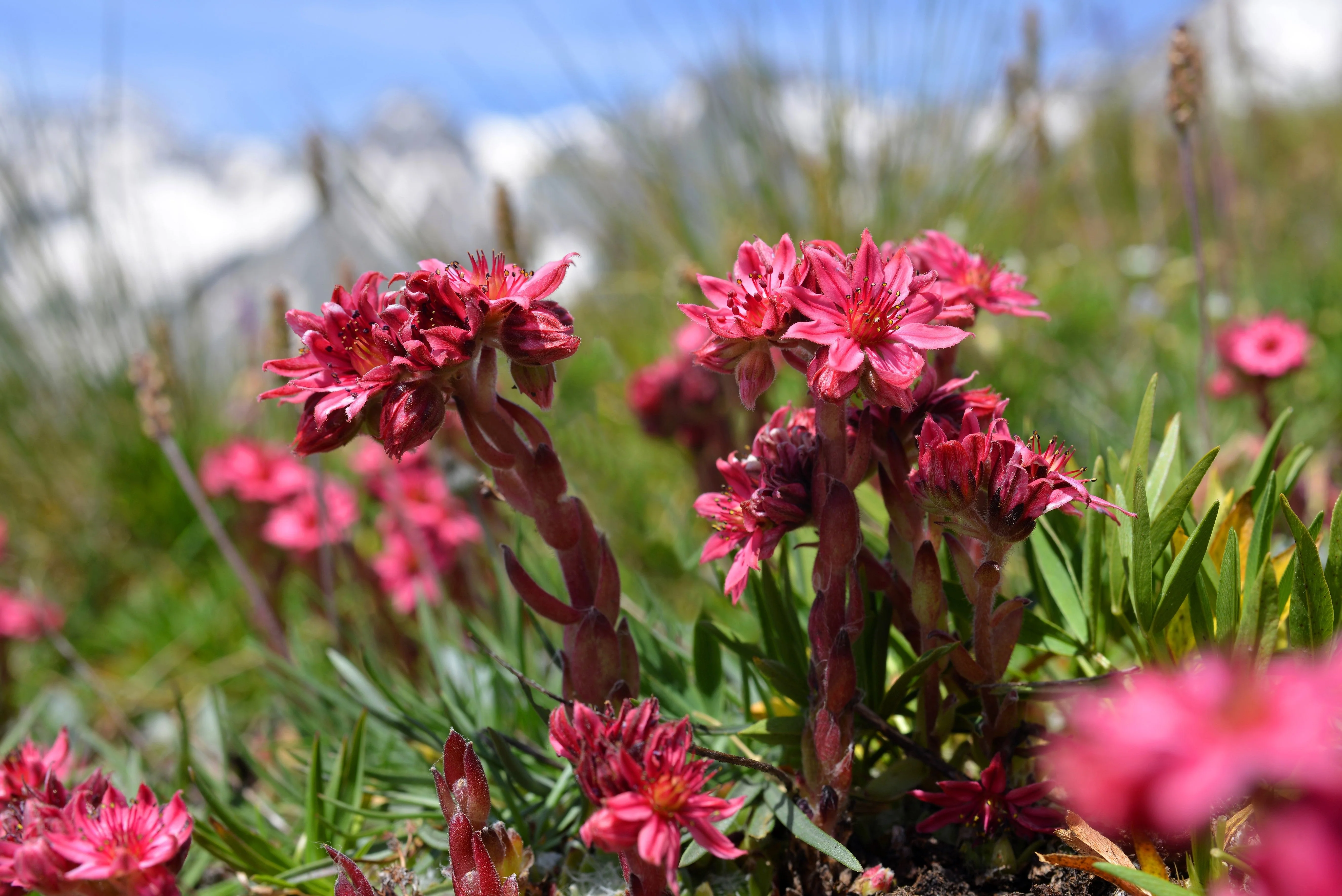 50 MOUNTAIN HOUSELEEK Hens & Chicks Sempervivum Montanum Green Red / Pink Flower Houseplant Seeds - Image 2