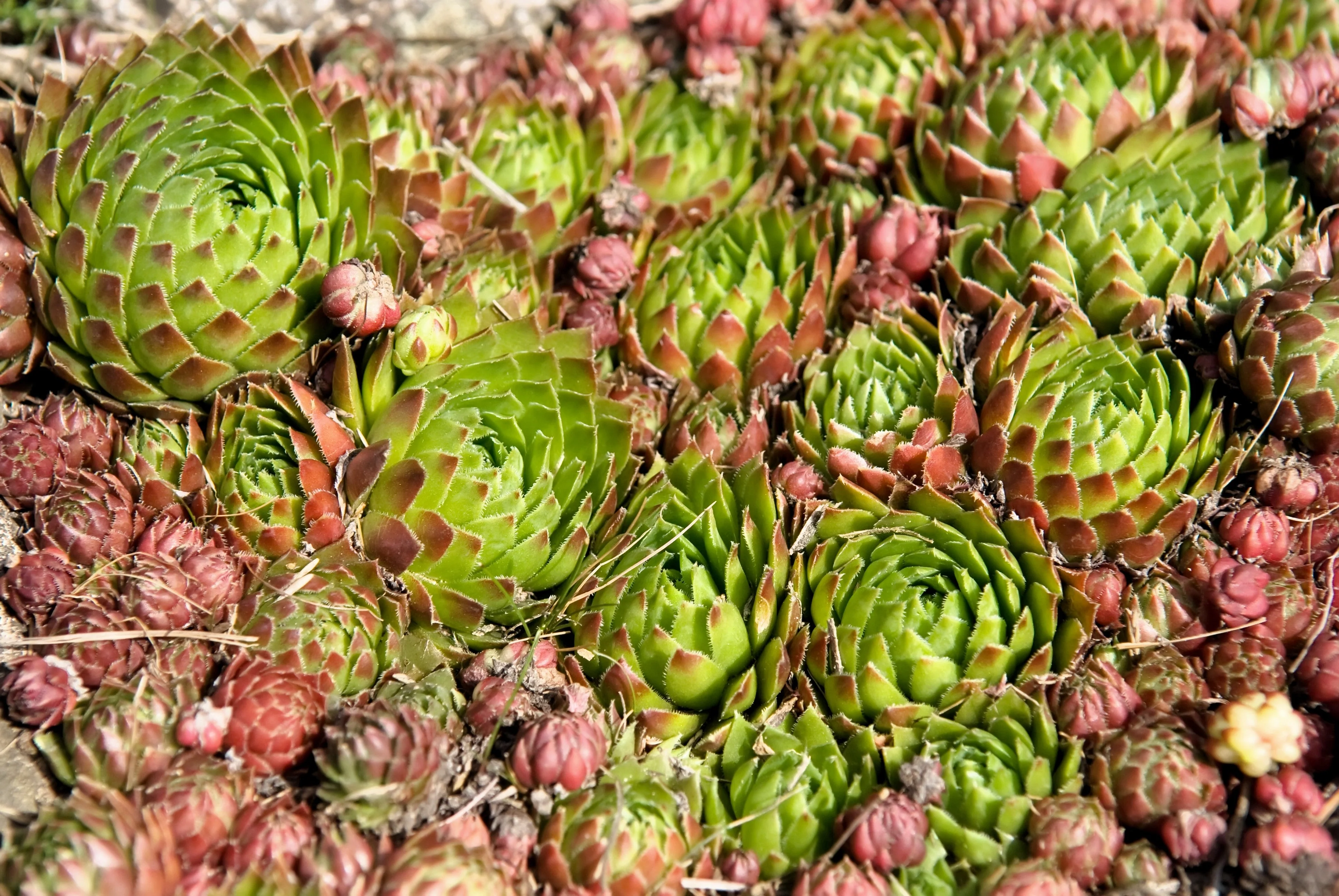 50 MOUNTAIN HOUSELEEK Hens & Chicks Sempervivum Montanum Green Red / Pink Flower Houseplant Seeds - Image 4
