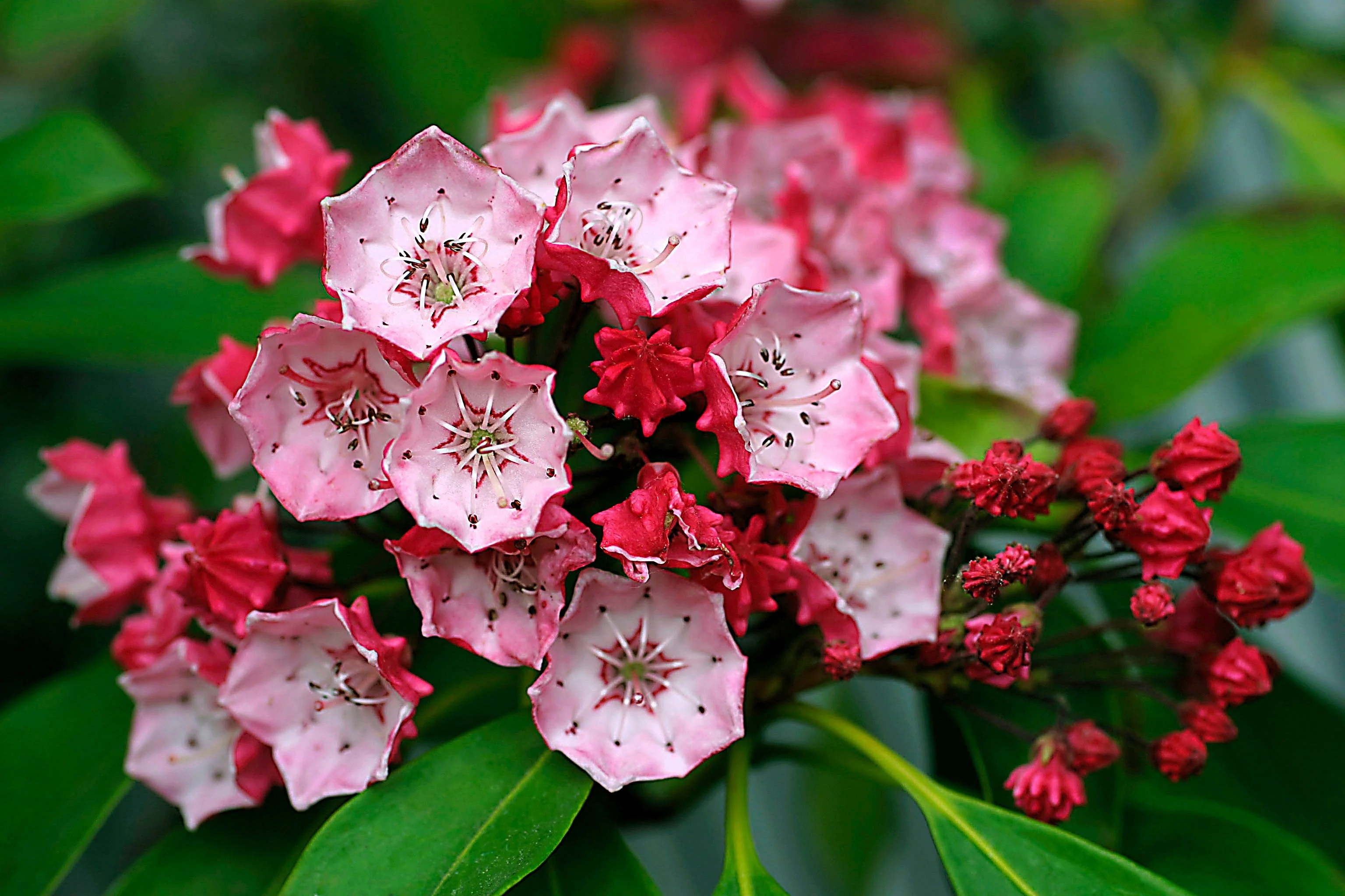 50 MOUNTAIN LAUREL White Pink Red Kalmia Latifolia Shrub Bush Seeds - Image 4