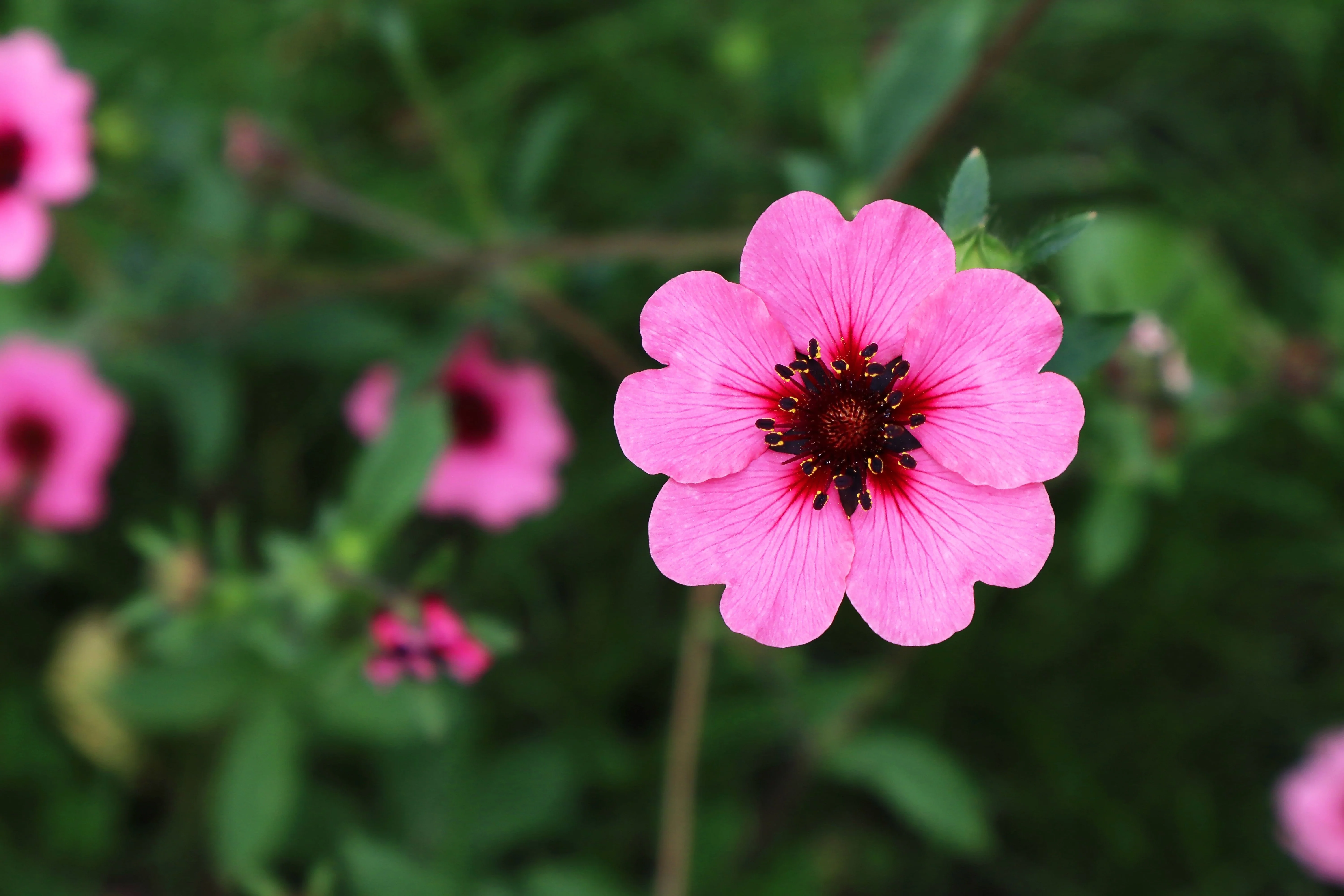 50 NEPAL CINQUEFOIL / POTENTILLA Nepalensis Pink Red Flower Seeds - Image 9