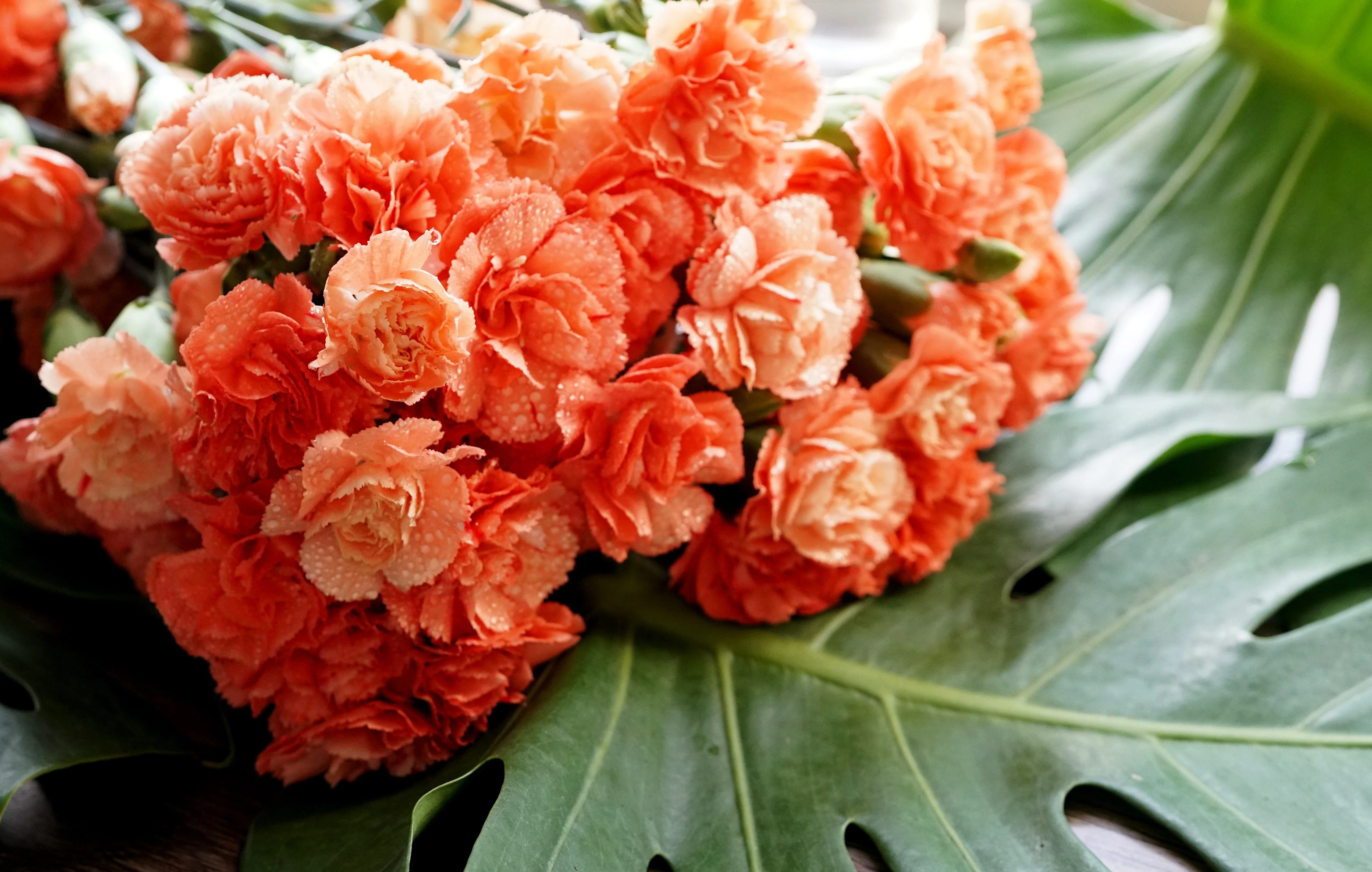 50 ORANGE CARNATION Dianthus Caryophyllus Chabaud Double Flower Seeds - Image 9