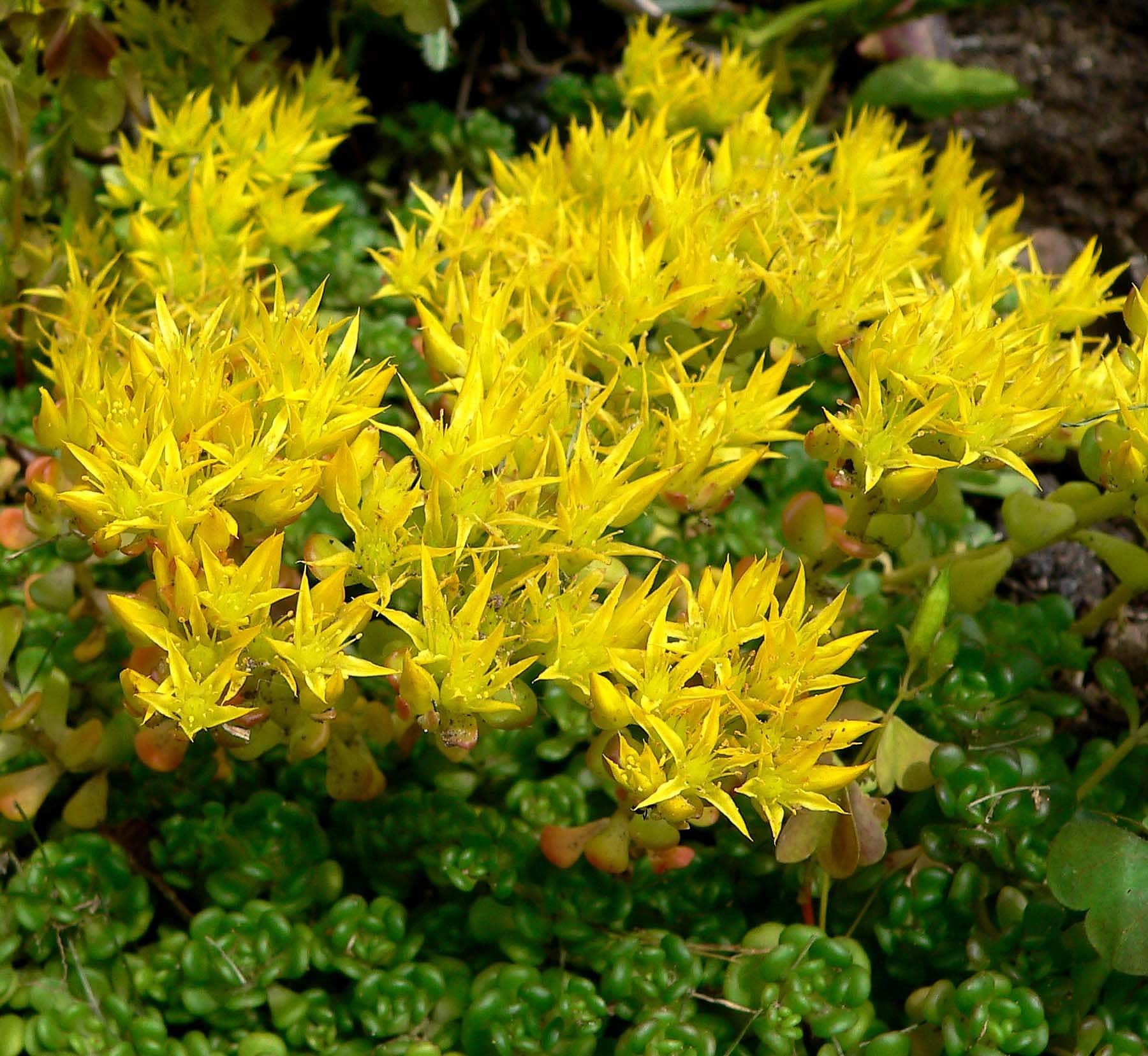 50 OREGON STONECROP Sedum Oreganum - Green Bronze Orange Red Succulent Foliage - Native Yellow Groundcover Flower Seeds - Image 2