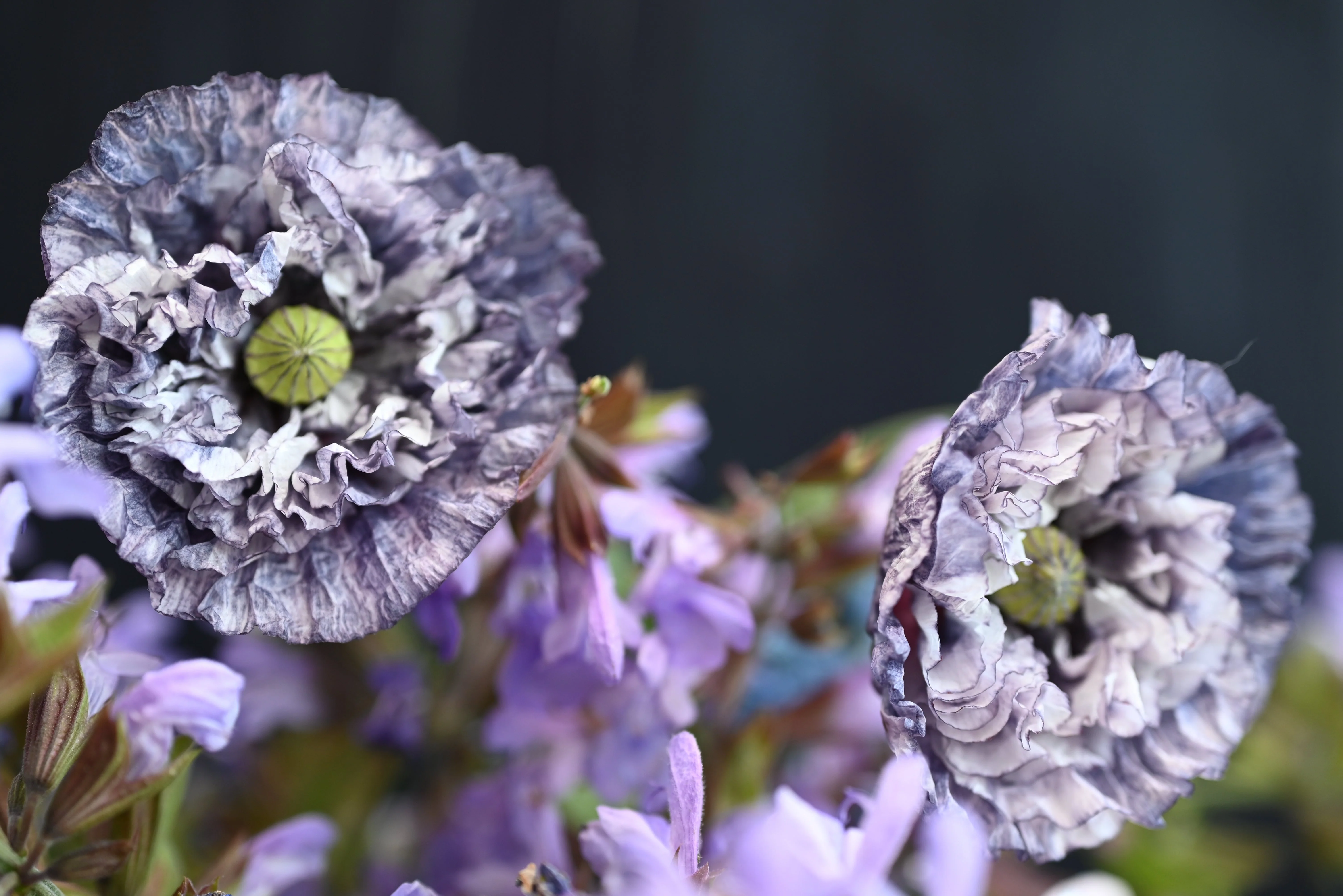 50 Organic AMAZING GREY POPPY Papaver Rhoeas Silvery Gray Flower Seeds - Image 5