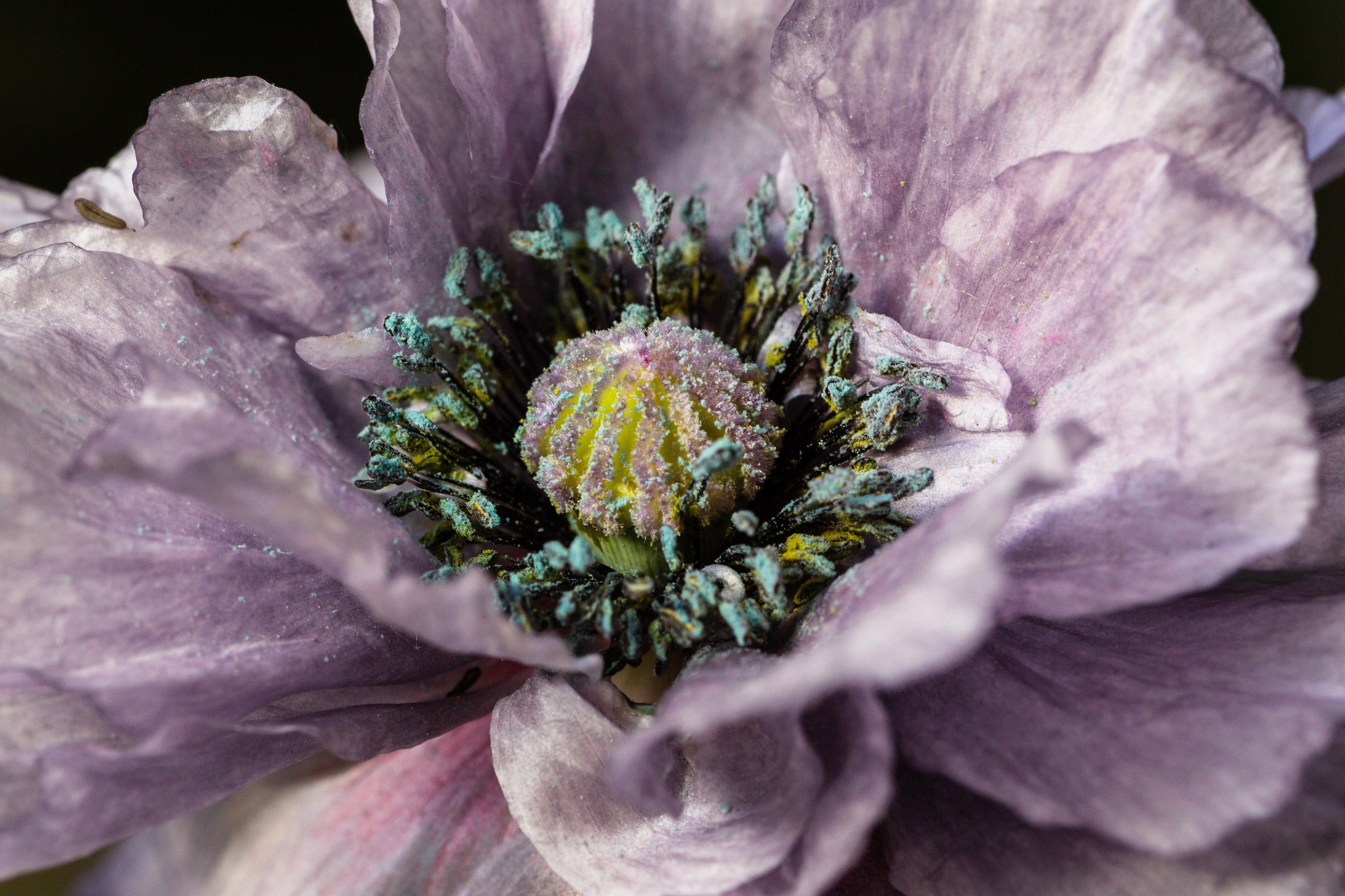 50 Organic AMAZING GREY POPPY Papaver Rhoeas Silvery Gray Flower Seeds - Image 9