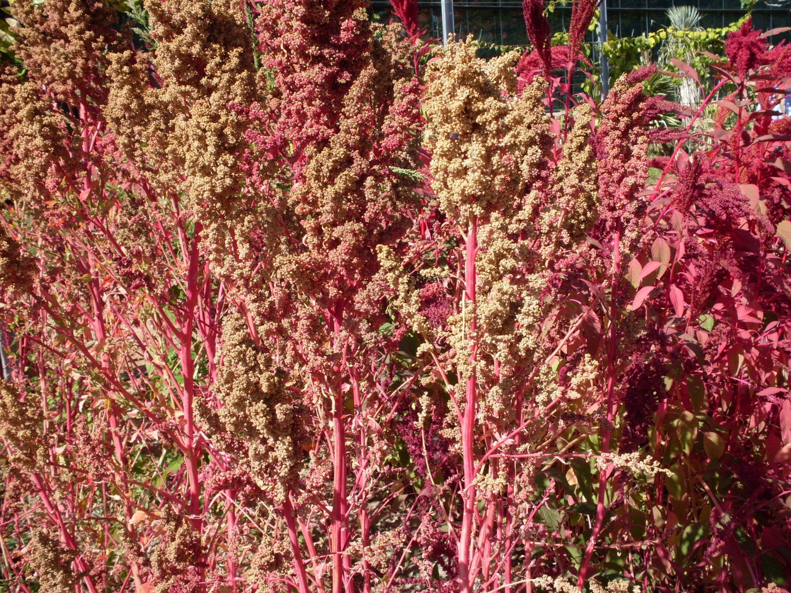 50 Organic CHERRY VANILLA QUINOA Chenopodium Pink Flower White Grain Vegetable Seeds - Image 2