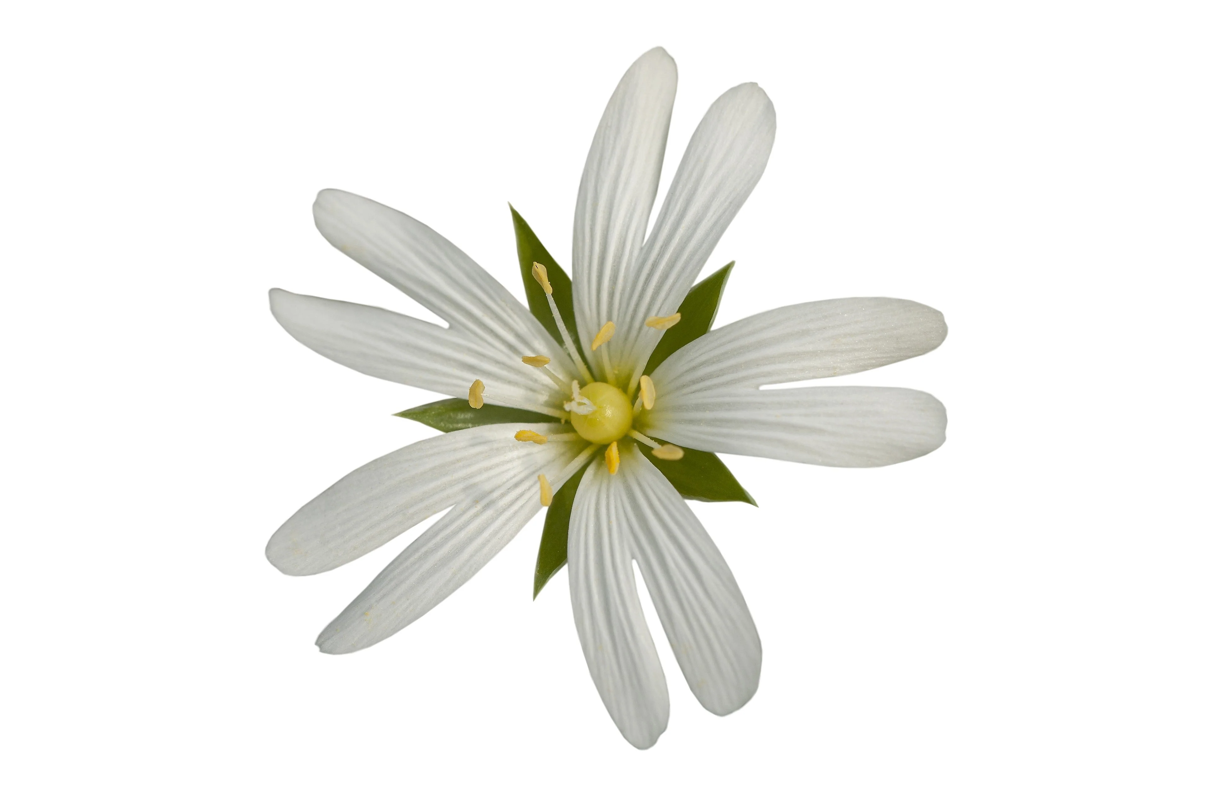50 Organic CHICKWEED Stellaria Media Starwort Stitchwort White Flower Herb Seeds - Image 5