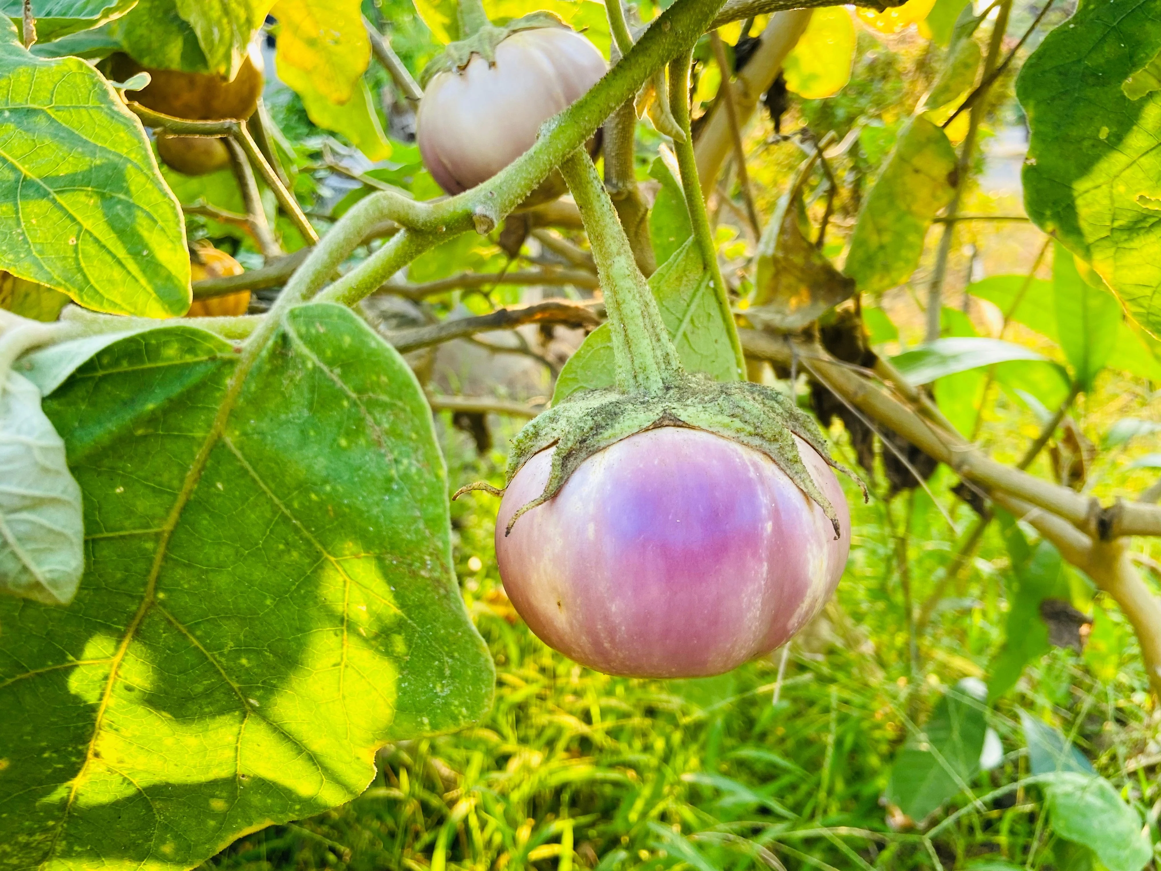 50 Organic Italian EGGPLANT ROSA BIANCA Solanum Melongena Esculentum Vegetable Seeds - Image 9