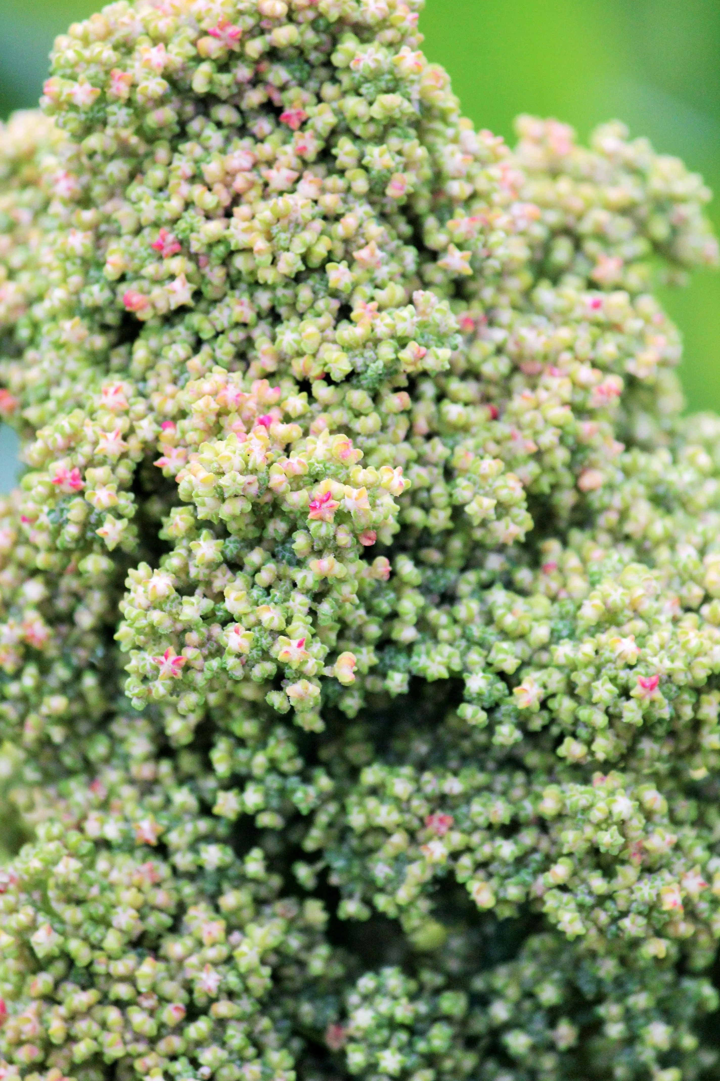 50 Organic MINT VANILLA QUINOA Green & White Chenopodium Vegetable Grain Seeds SuperFood - Image 4