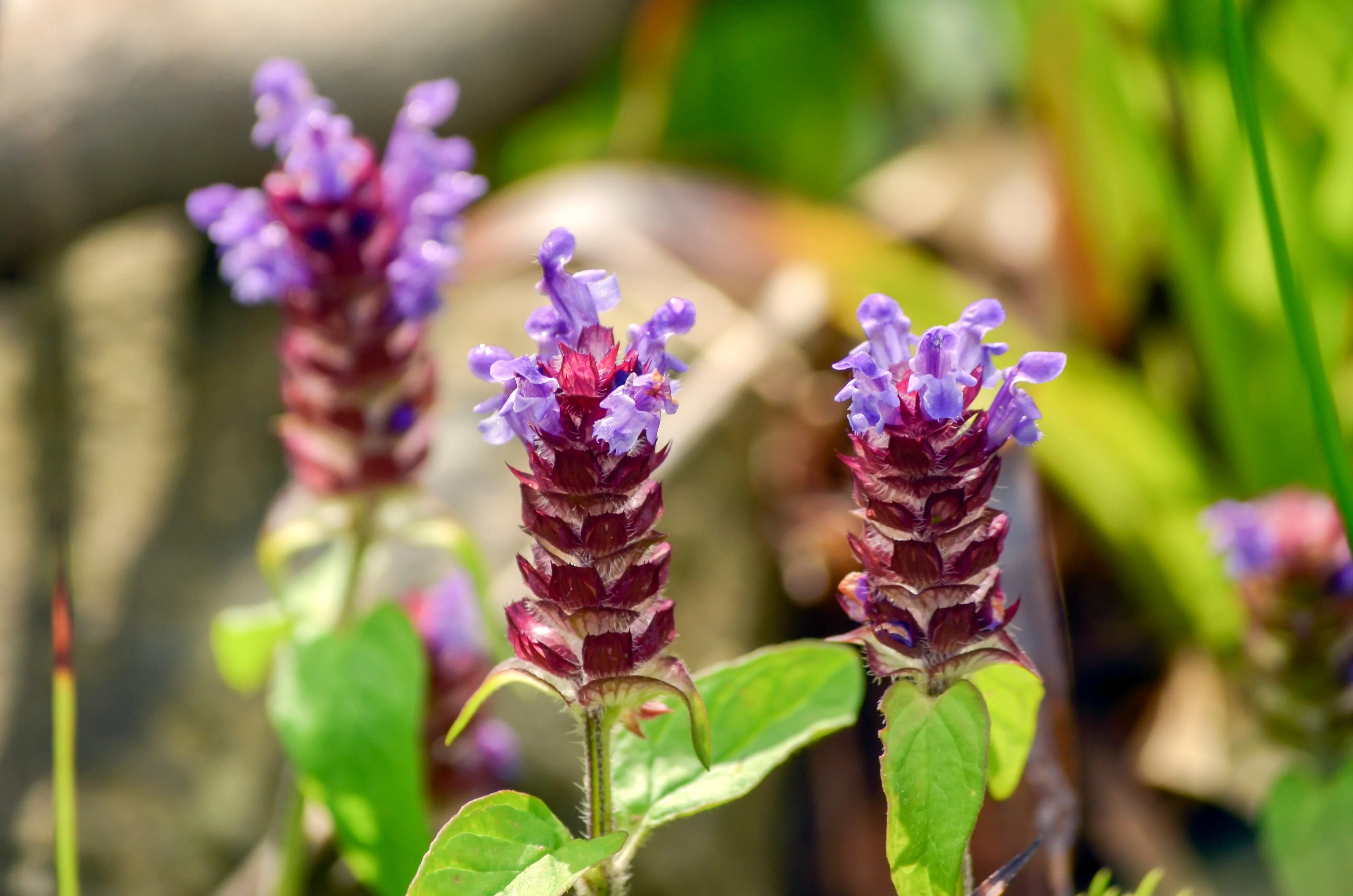 50 PAGODA MIX PRUNELLA Grandiflora Bigflower Selfheal Blue Pink etc Flower Seeds - Image 8