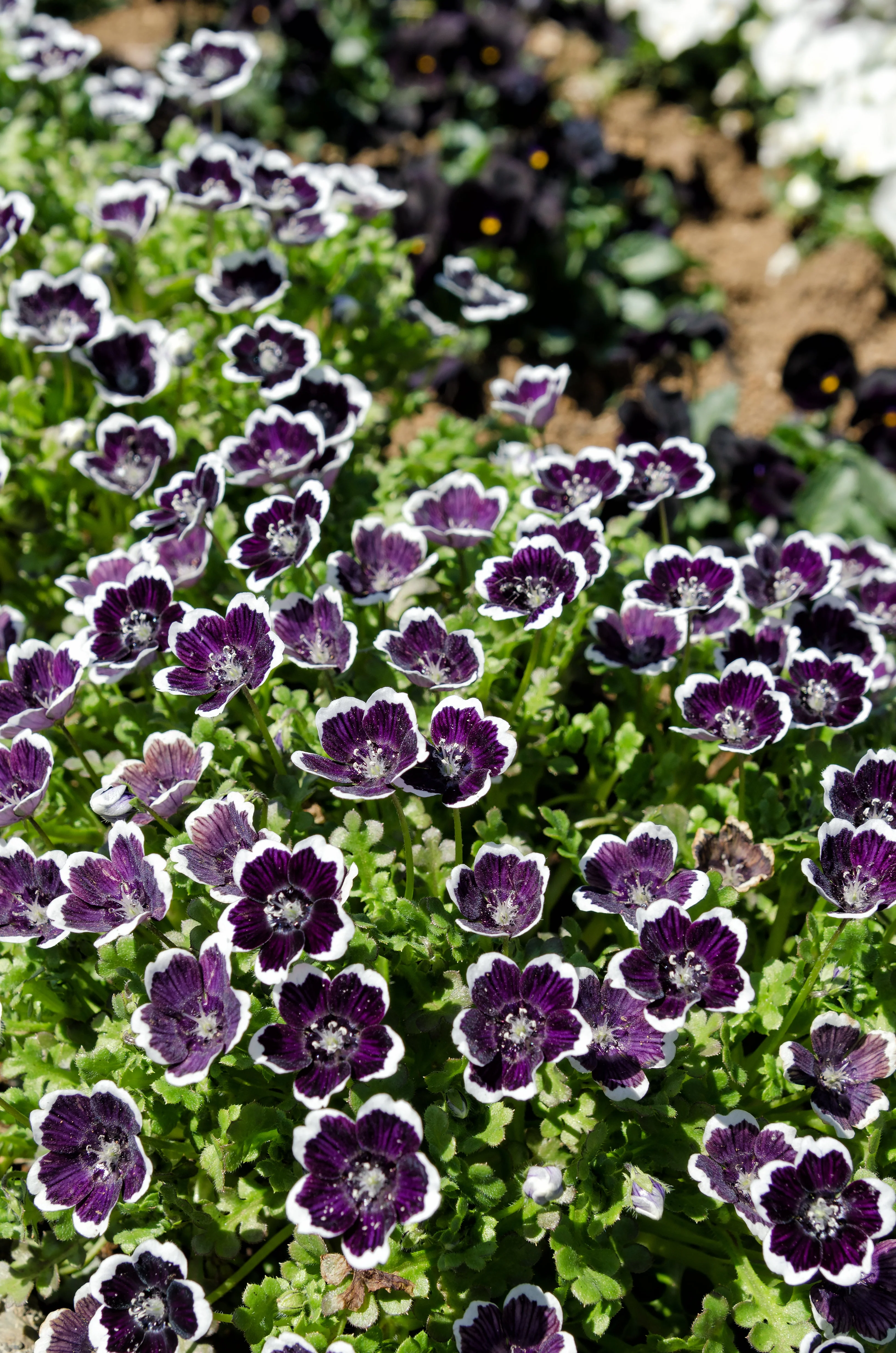 50 PENNIE BLACK - NEMOPHILA Discoidalis Penny White Flower Seeds - Image 8