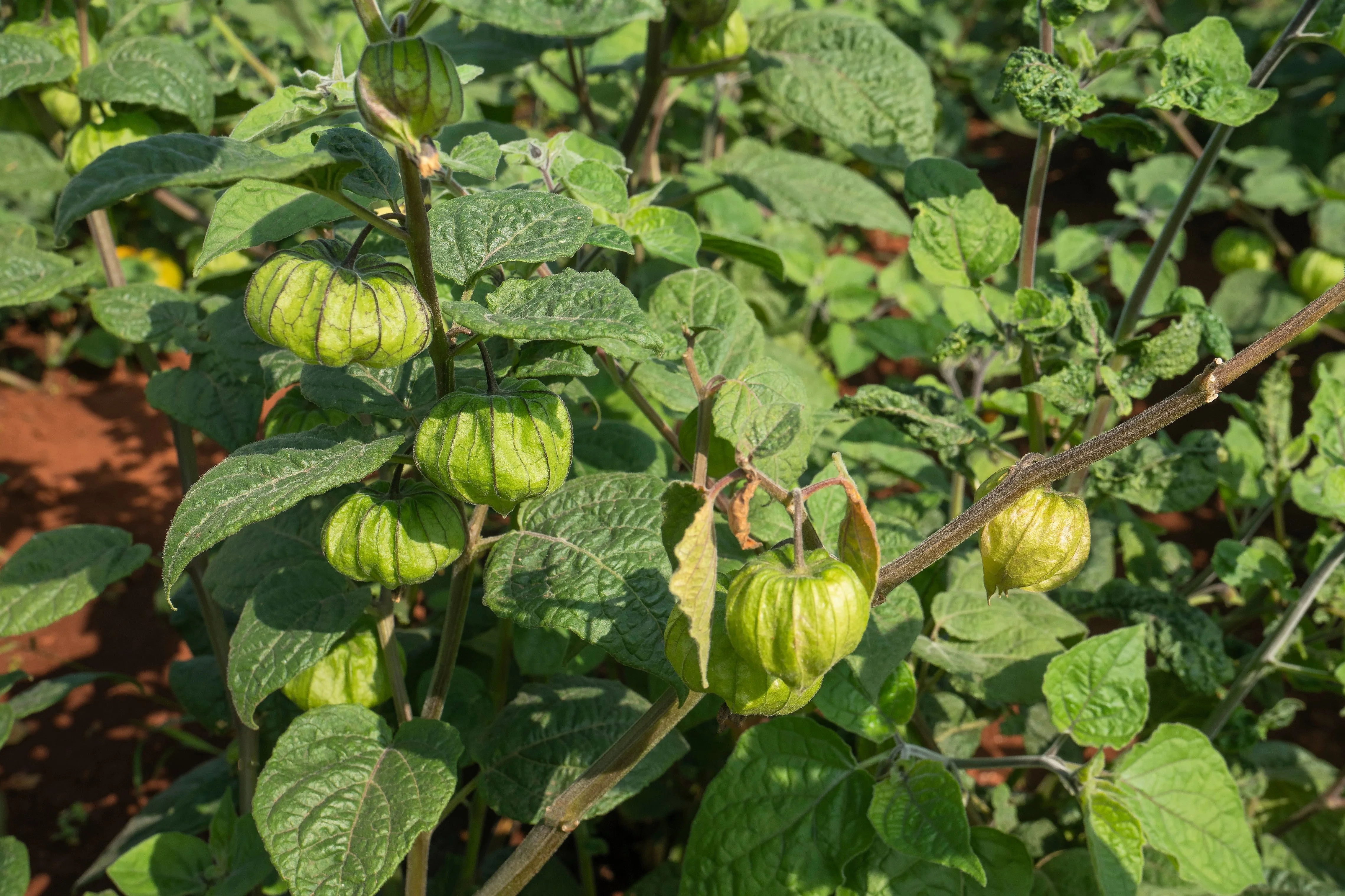 50 PERUVIAN GROUND CHERRY Physalis Peruviana Cape Gooseberry Fruit Veggie Seeds - Image 2