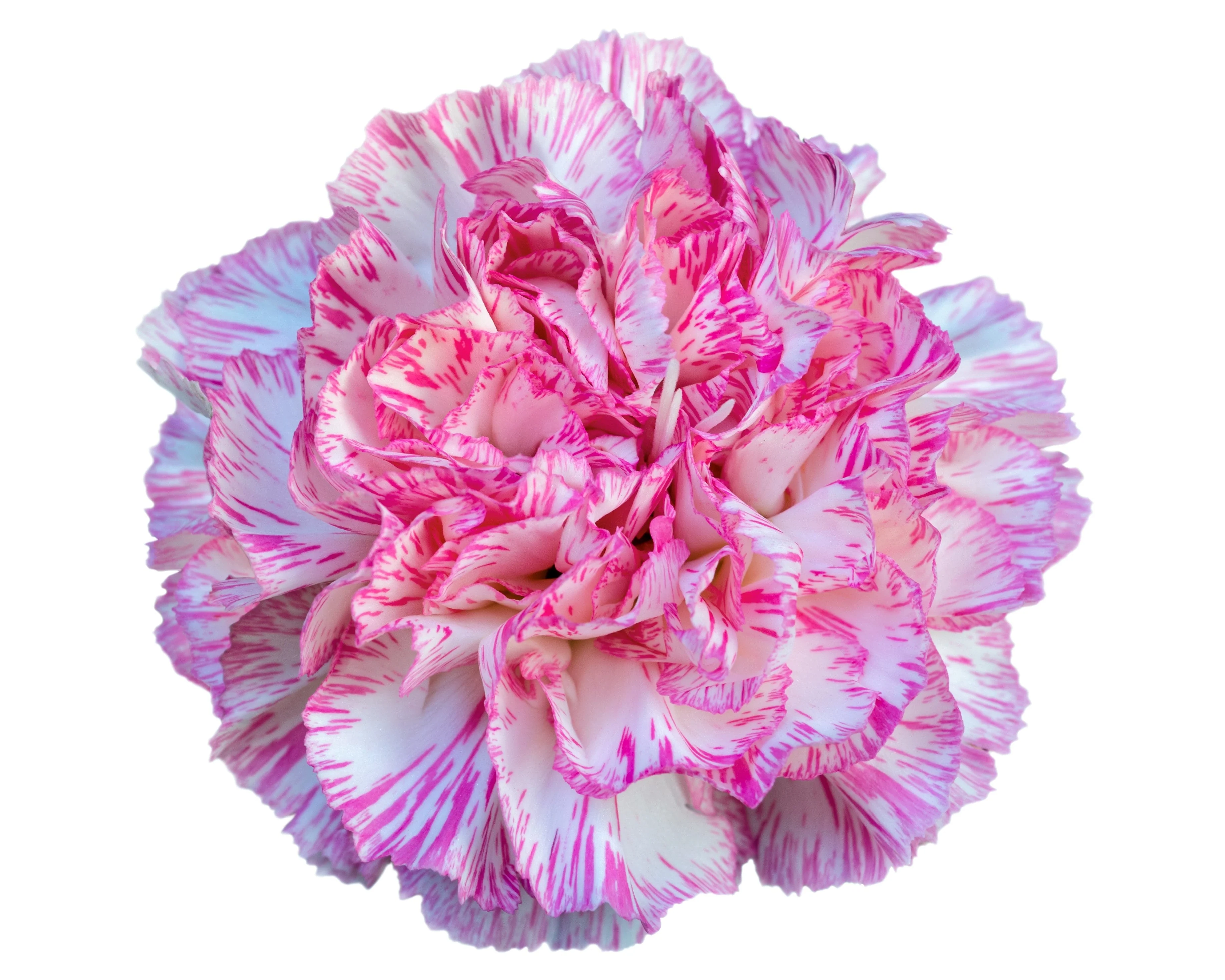 50 PICOTEE MIX CARNATION Dianthus Caryophyllus Double Bicolor Striped Flower Seeds - Image 14