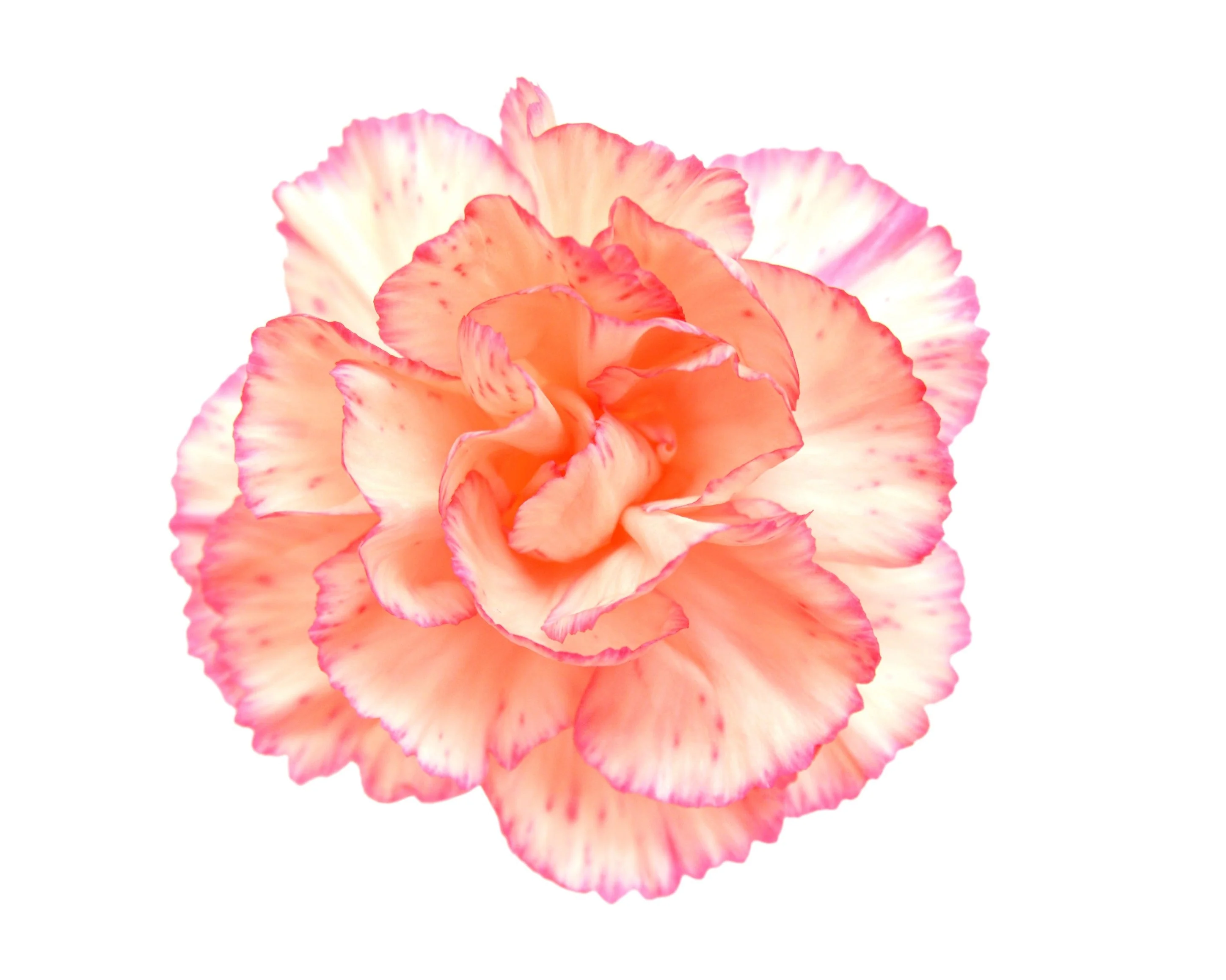 50 PICOTEE MIX CARNATION Dianthus Caryophyllus Double Bicolor Striped Flower Seeds - Image 9