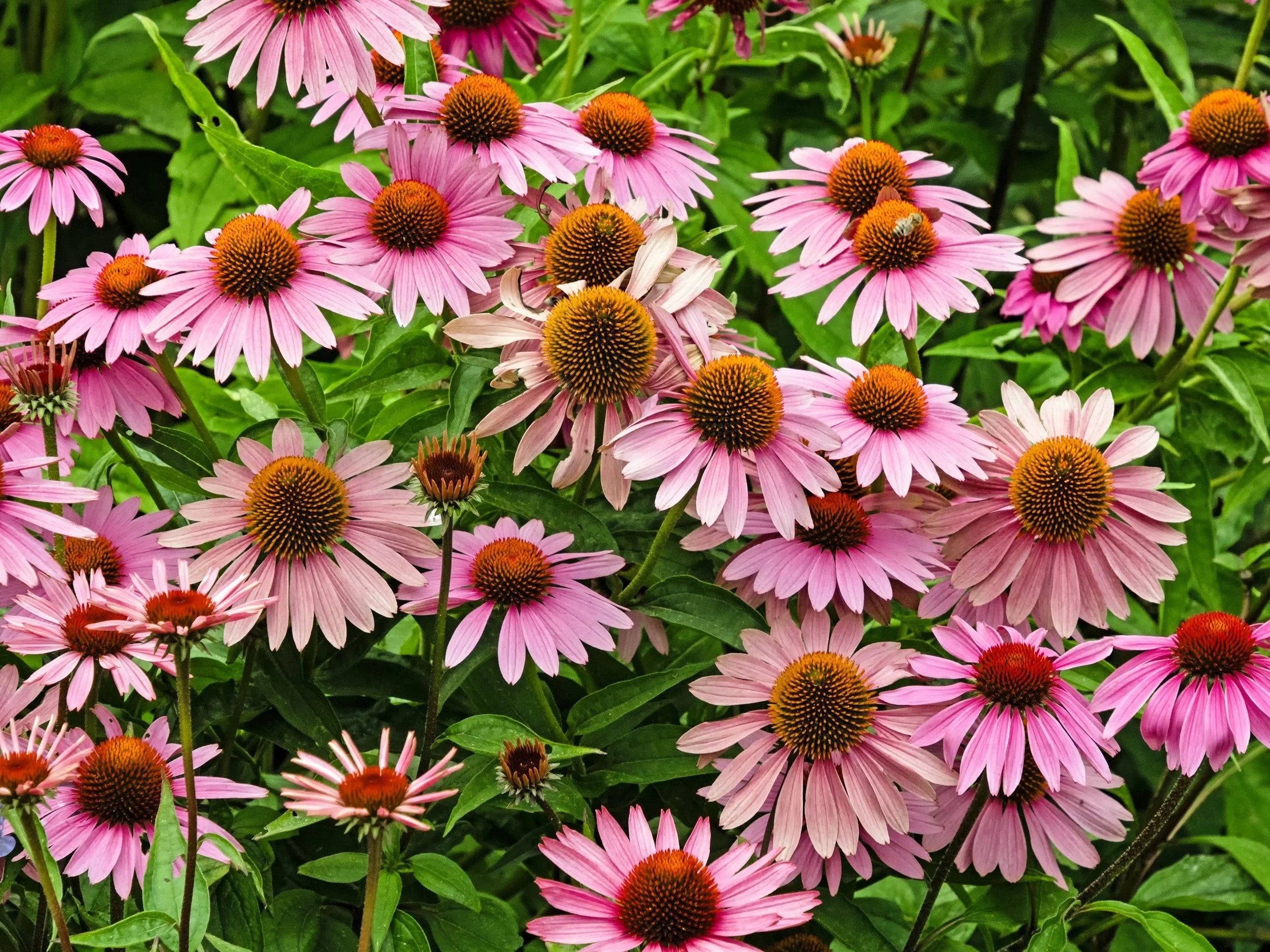 50 PINK BABY CONEFLOWER Echinacea Pallida Flower Seeds - Image 4