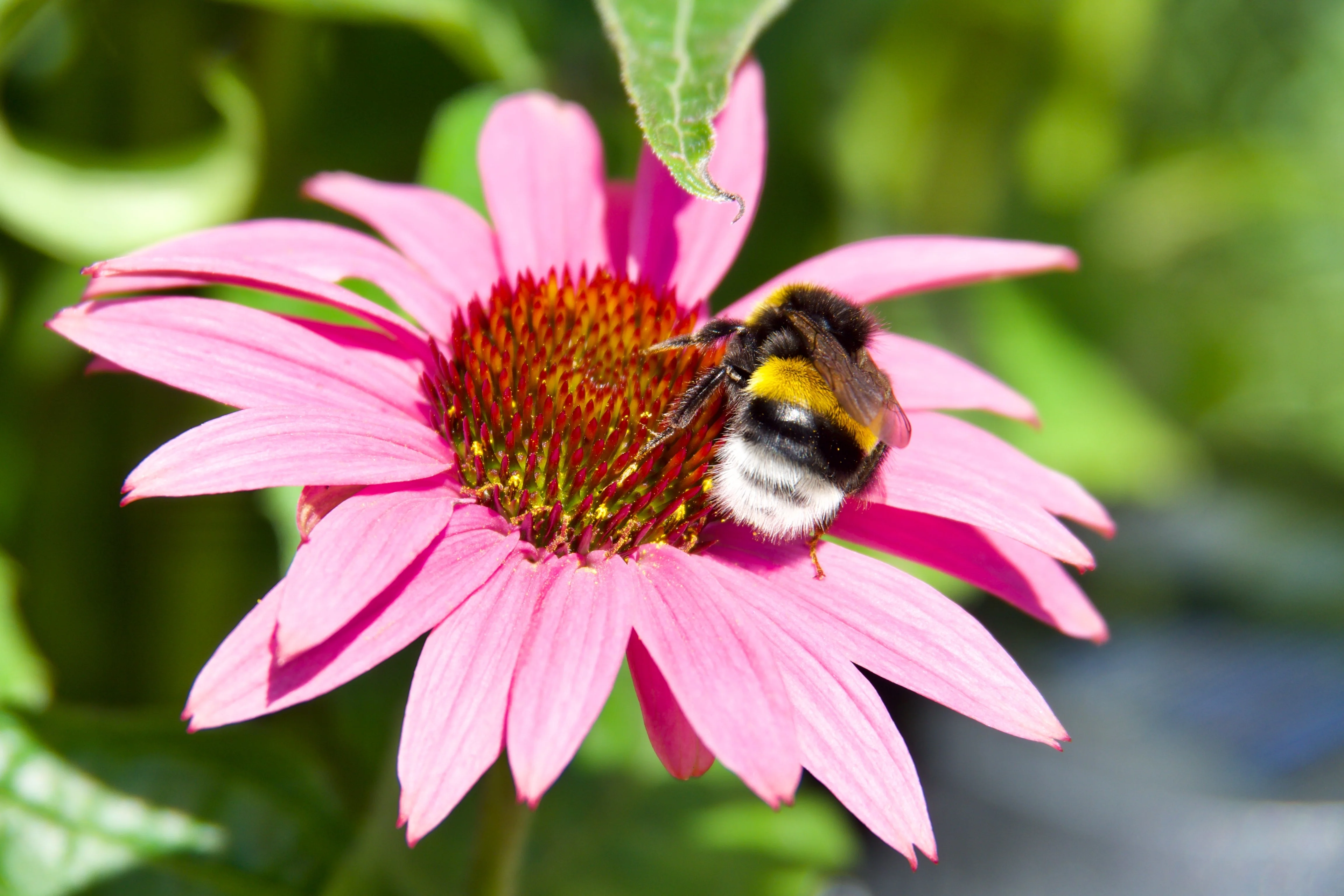 50 PINK BABY CONEFLOWER Echinacea Pallida Flower Seeds - Image 8