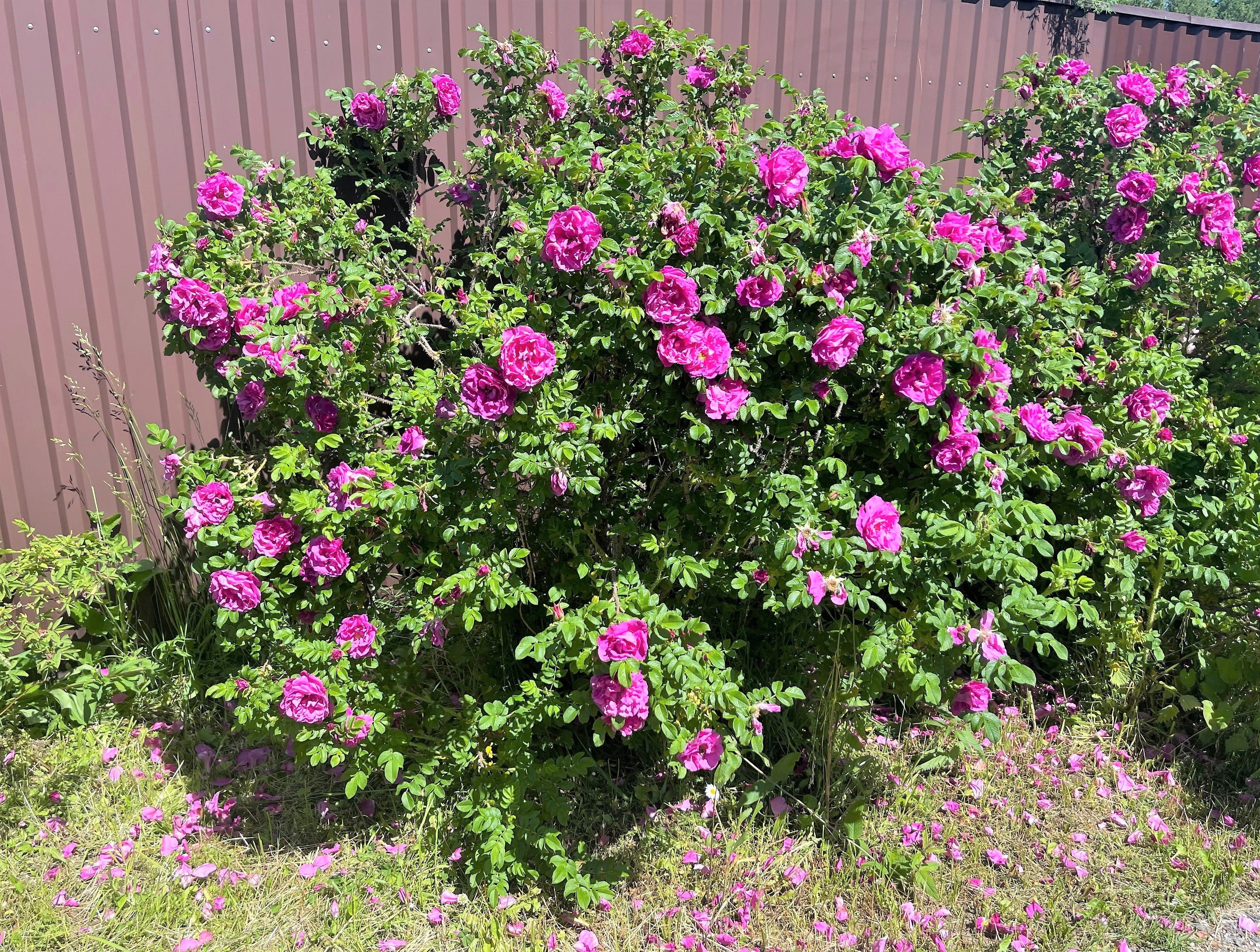 50 Pink BEACH ROSE aka Seaside or Sand Rose, Beach Tomato Rosa Rugosa Huge Red Hips Flower Seeds - Image 4