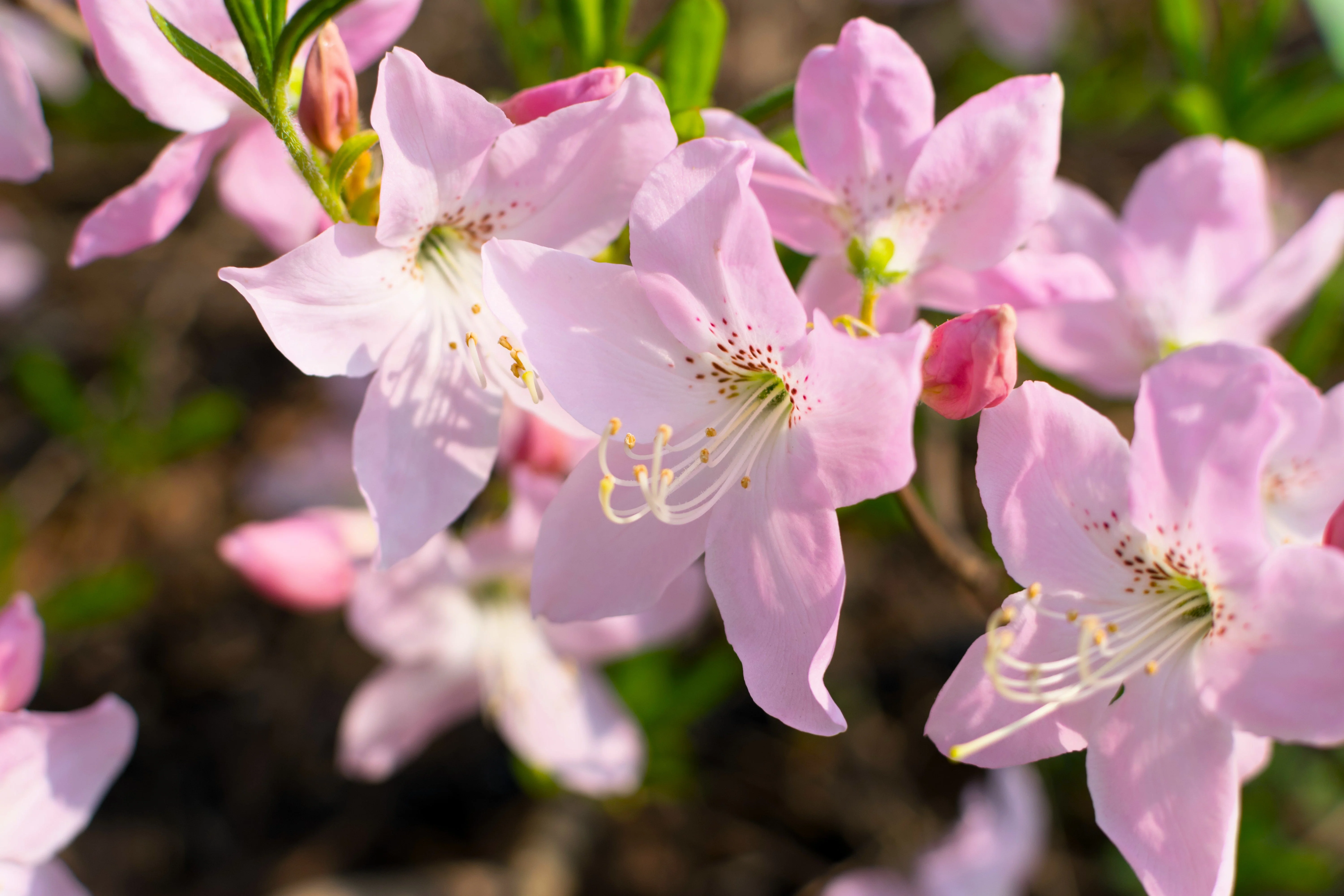 50 PINK ROYAL AZALEA Rhododendron Schlippenbachii Bush Shrub Flower Seeds - Image 5