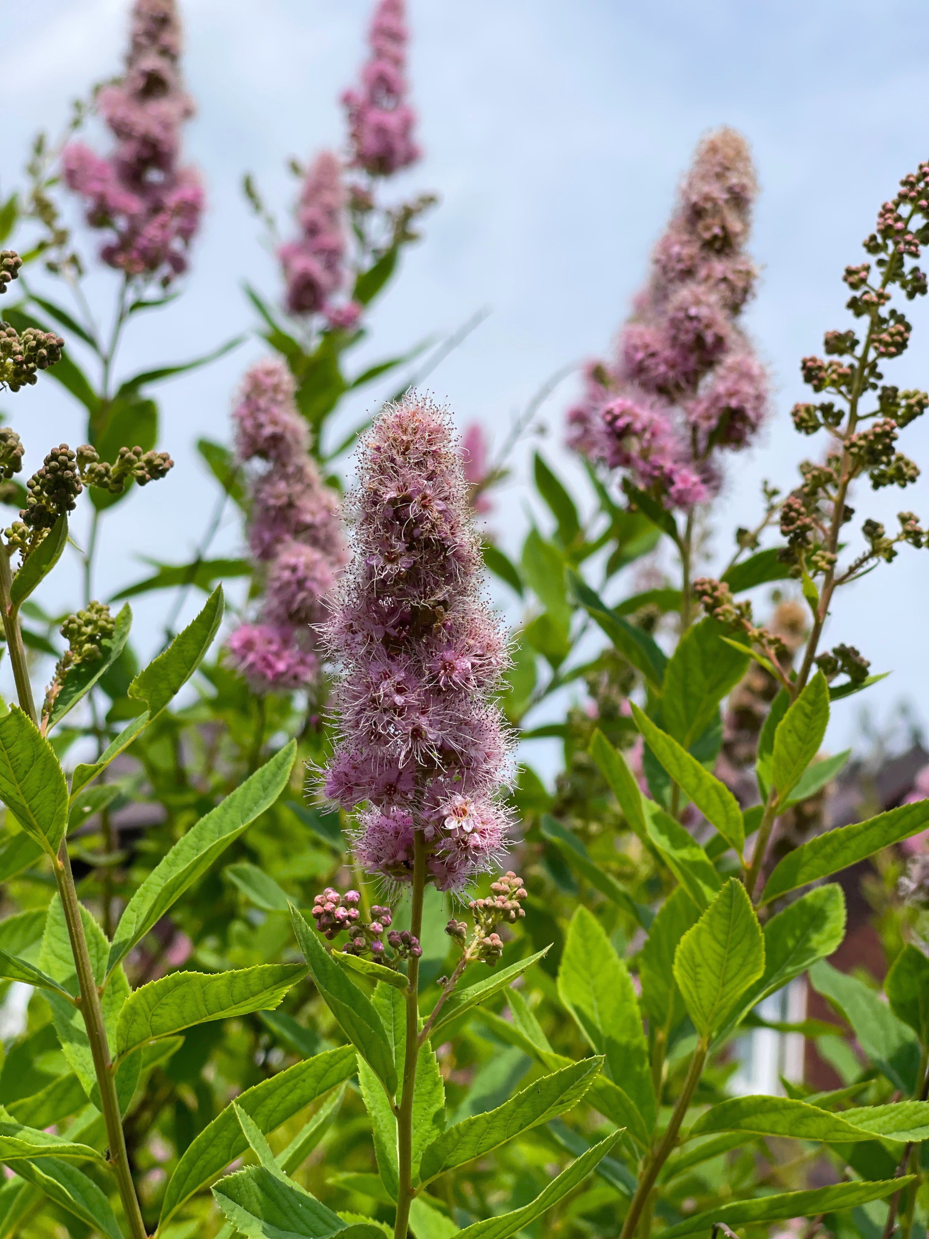 50 Pink STEEPLEBUSH Hardhack Meadow Sweet Spirea Spiraea Tomentosa Shrub Flower Seeds - Image 4