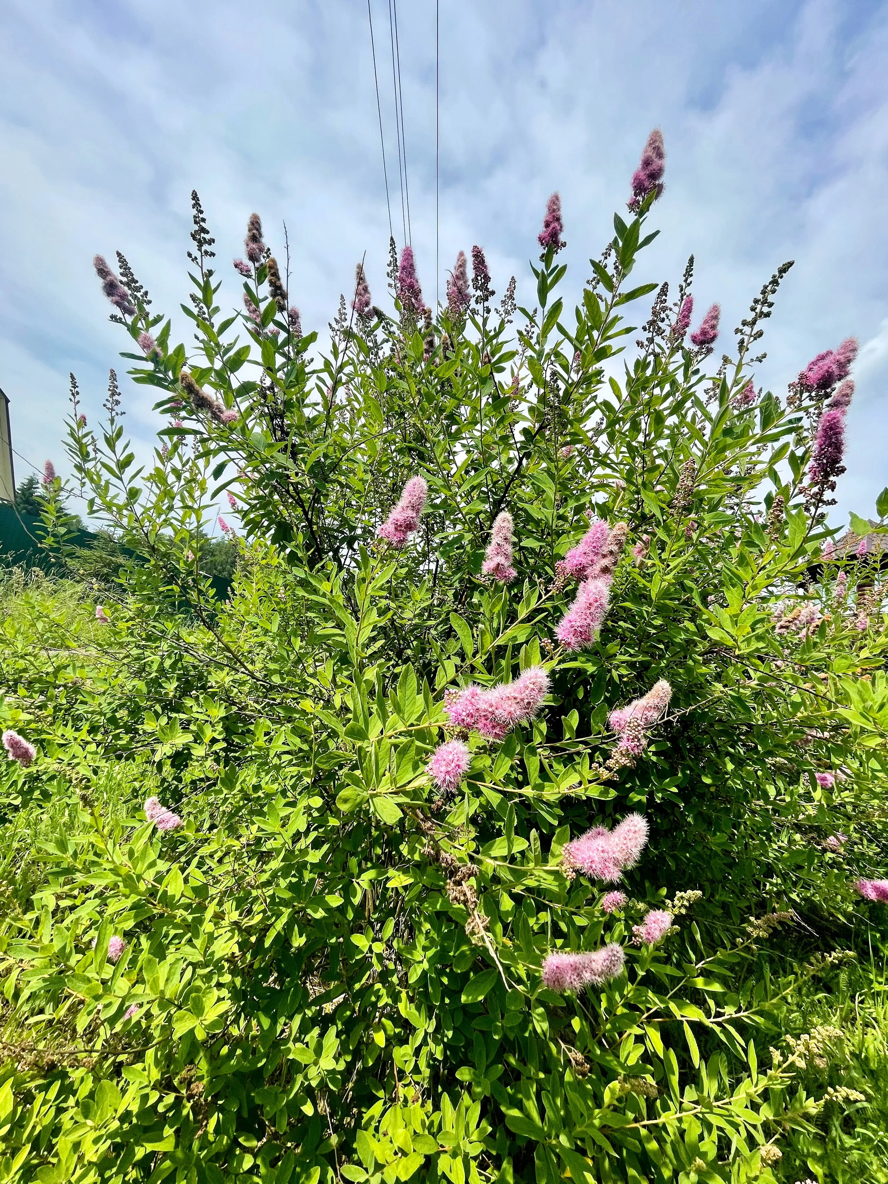 50 Pink STEEPLEBUSH Hardhack Meadow Sweet Spirea Spiraea Tomentosa Shrub Flower Seeds - Image 5