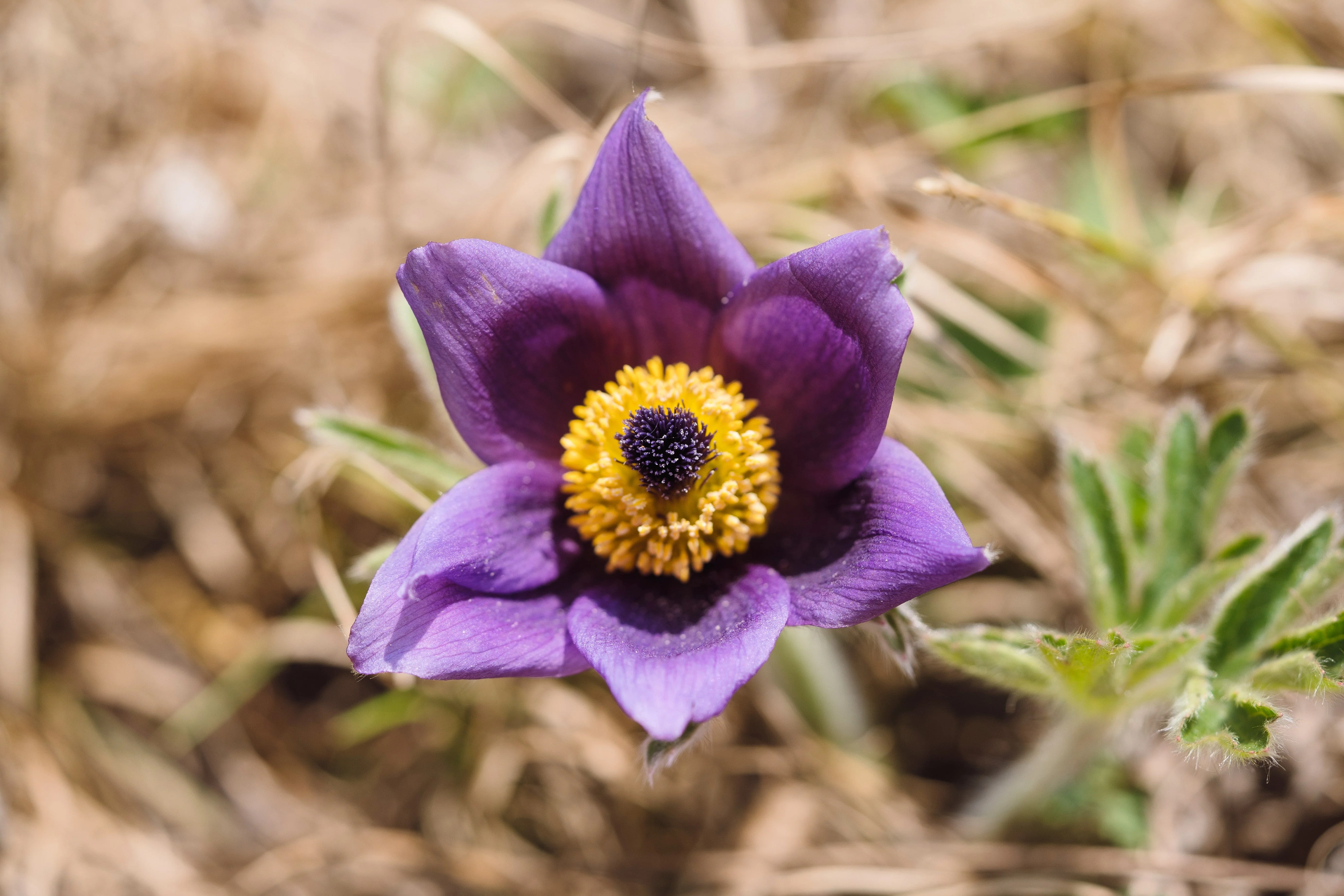 50 PULSATILLA Chinensis / Chinese Purple PASQUE Flower ANEMONE Herb Seeds - Image 4