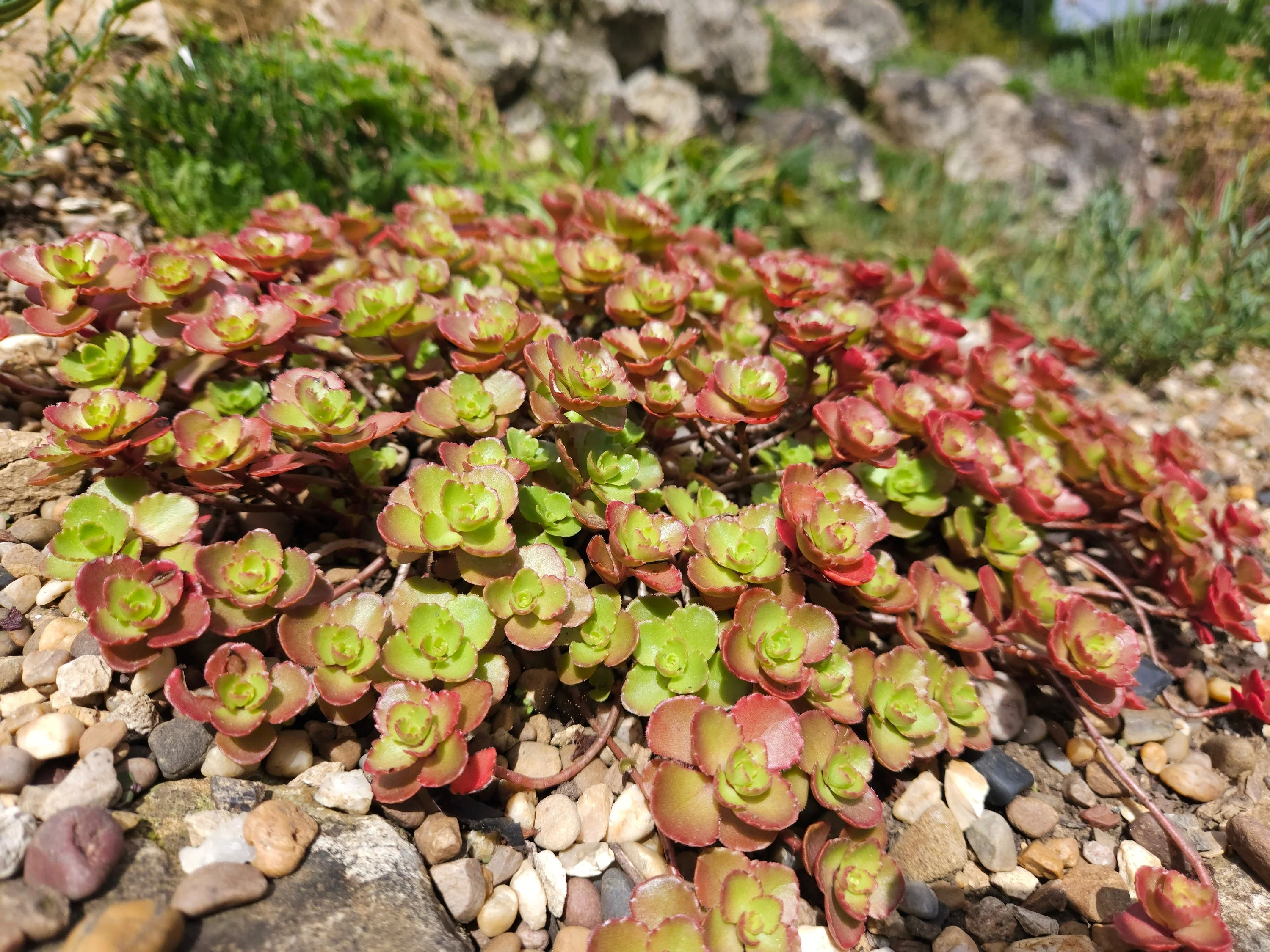 50 PURPLE CARPET SEDUM Spurium Coccineum Groundcover Flower Seeds - Image 2